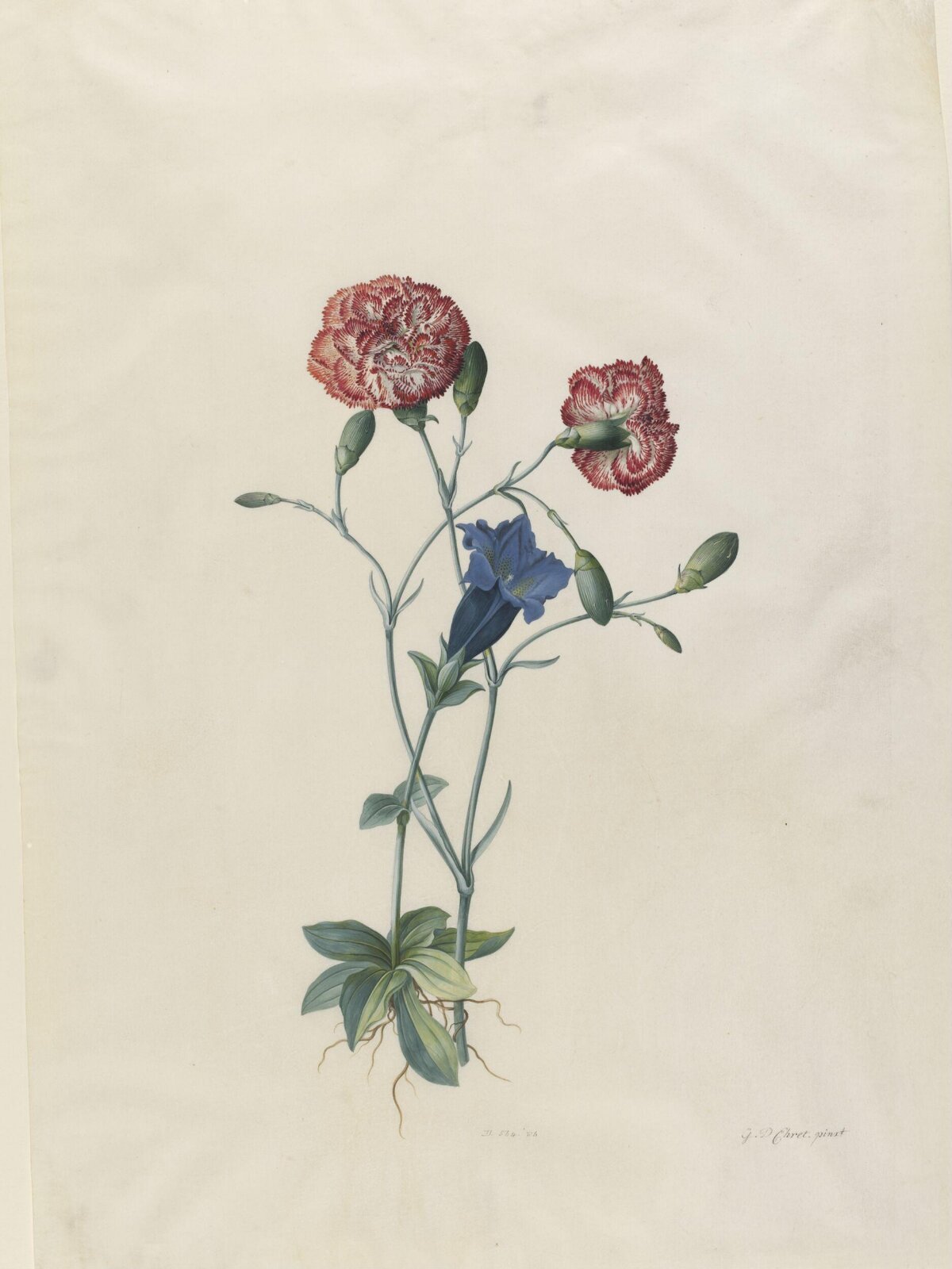 Drawing, Georg Dionysus Ehret, 1743-7