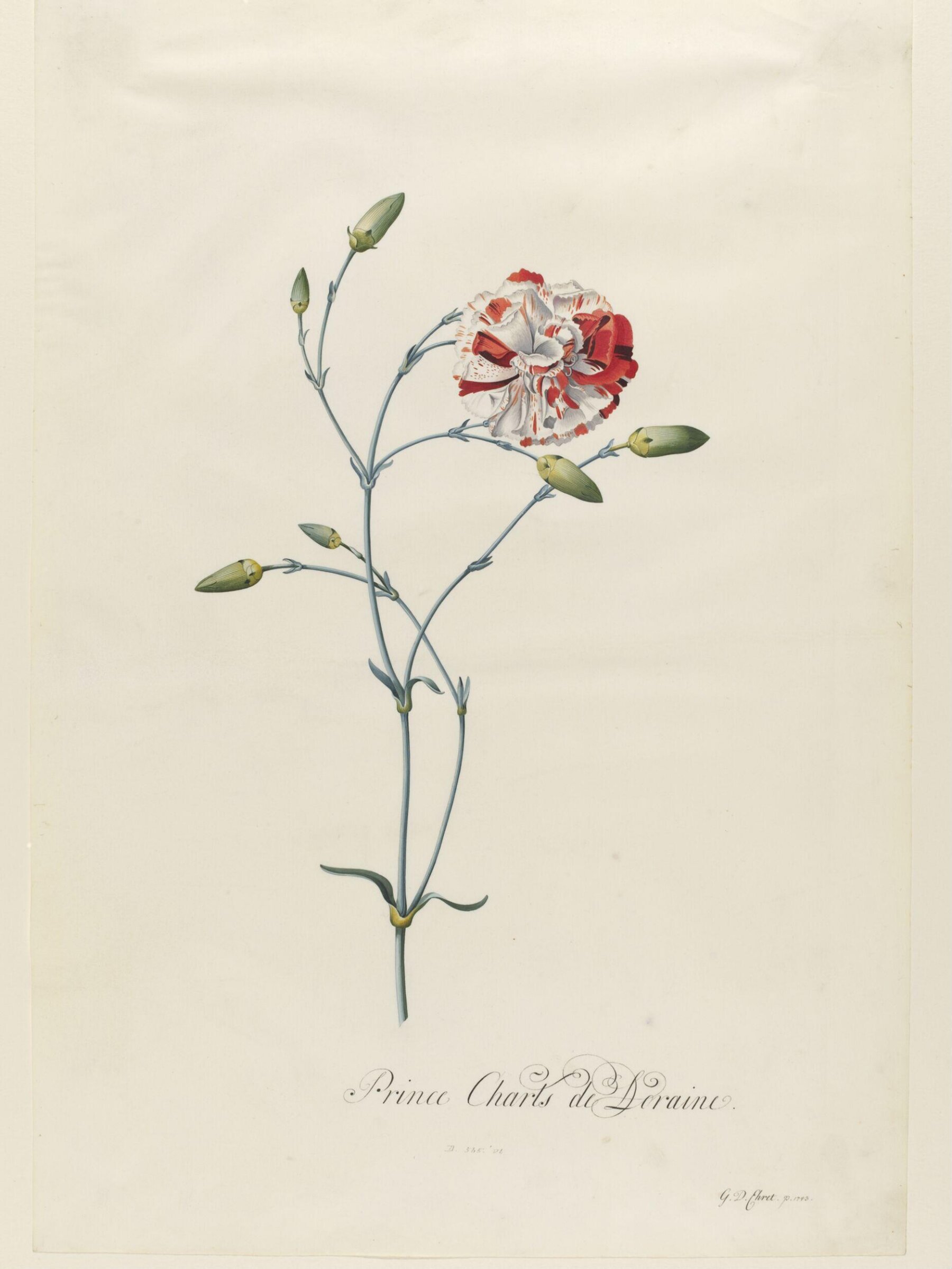 Prince Charls de Loraine, Georg Dionysus Ehret, 1743
