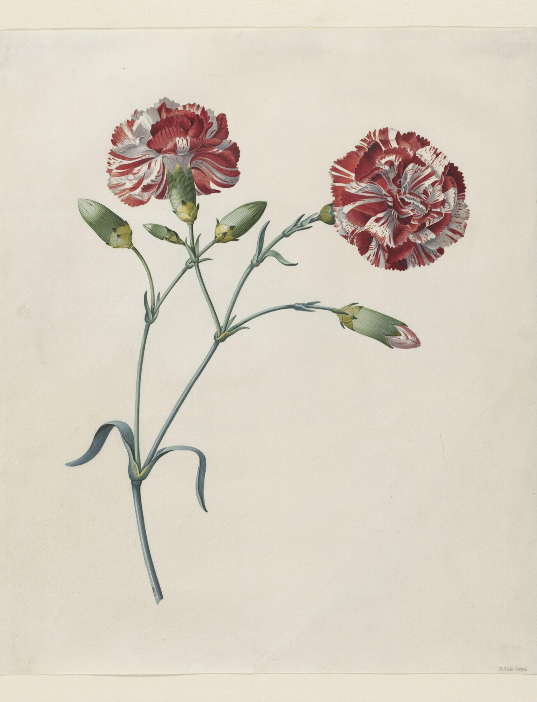 Drawing, Georg Dionysus Ehret, 1743-7