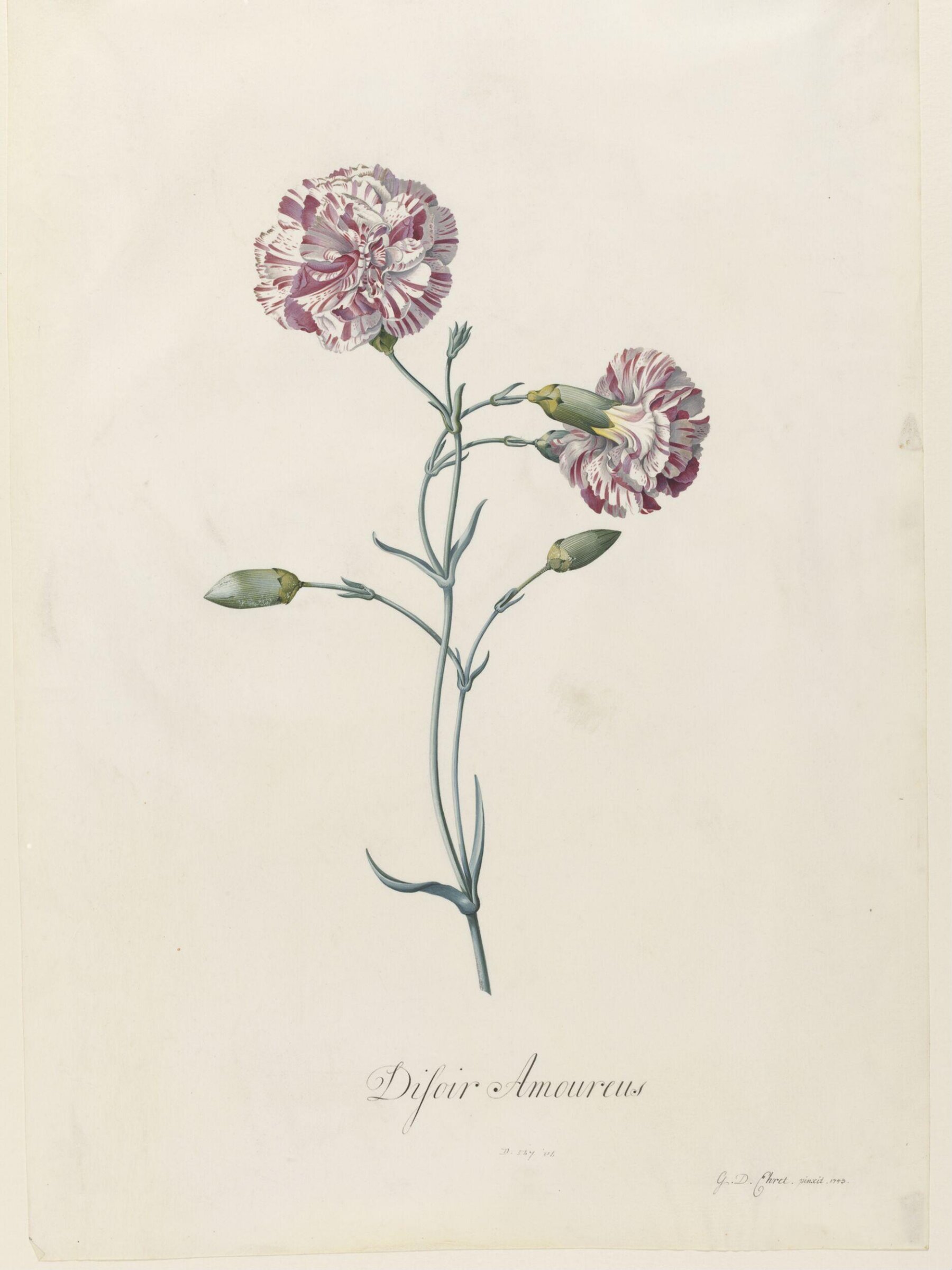 Disoir Amoureus, Georg Dionysus Ehret, 1743