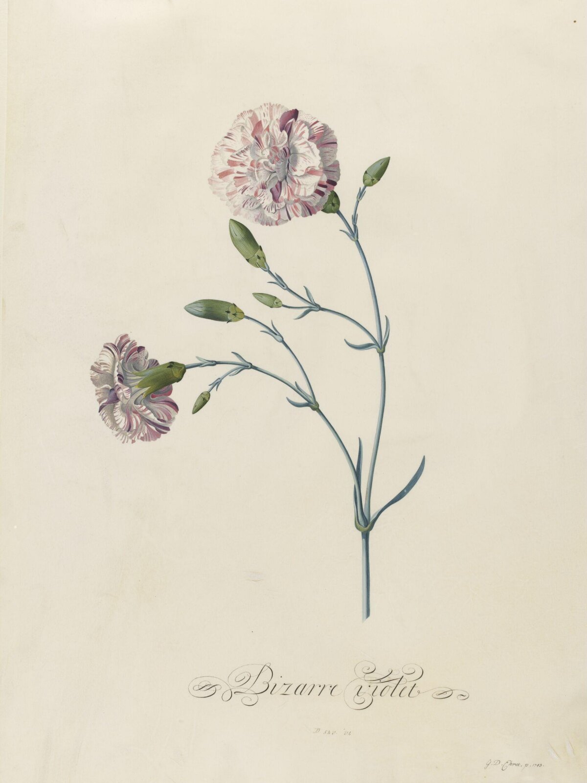 Bizarre violet, Georg Dionysus Ehret, 1743