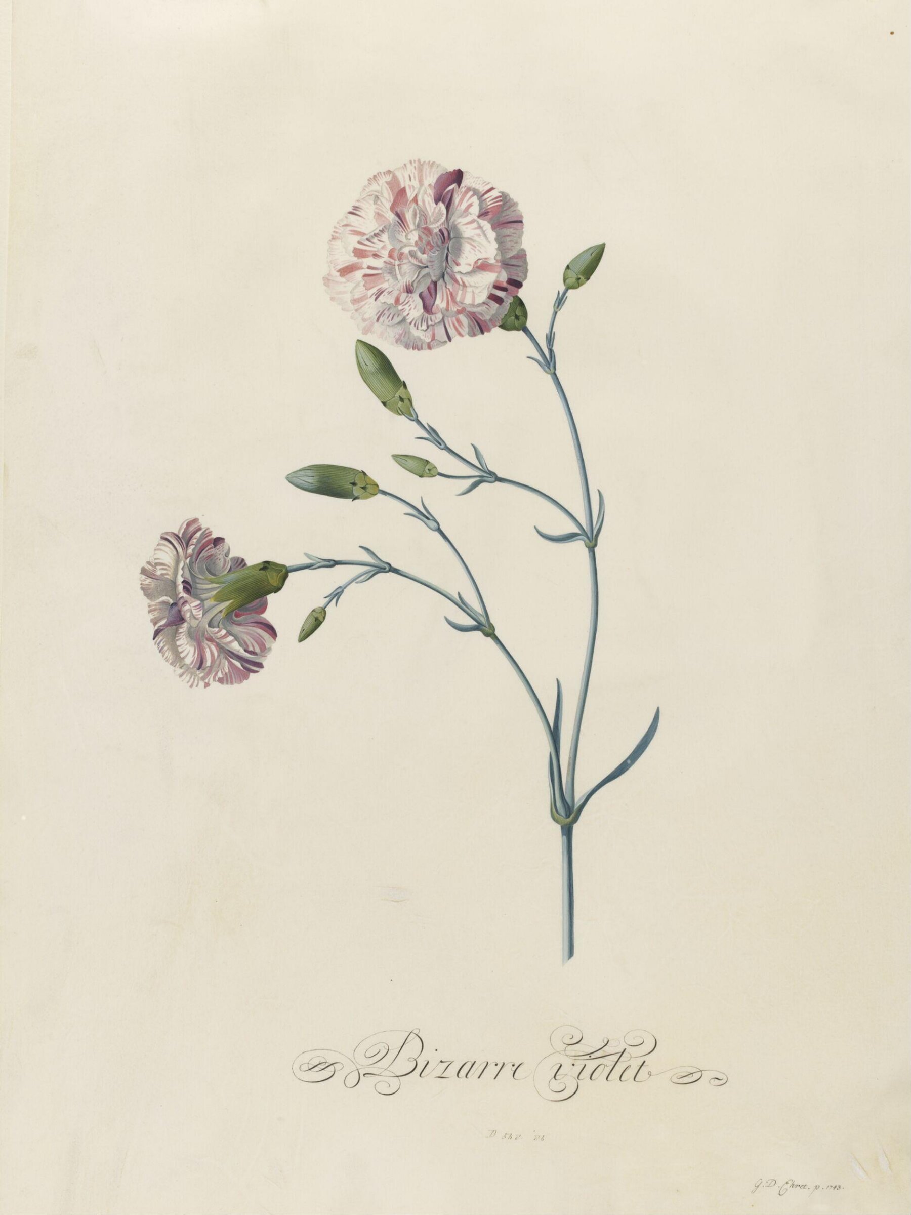 Bizarre violet, Georg Dionysus Ehret, 1743