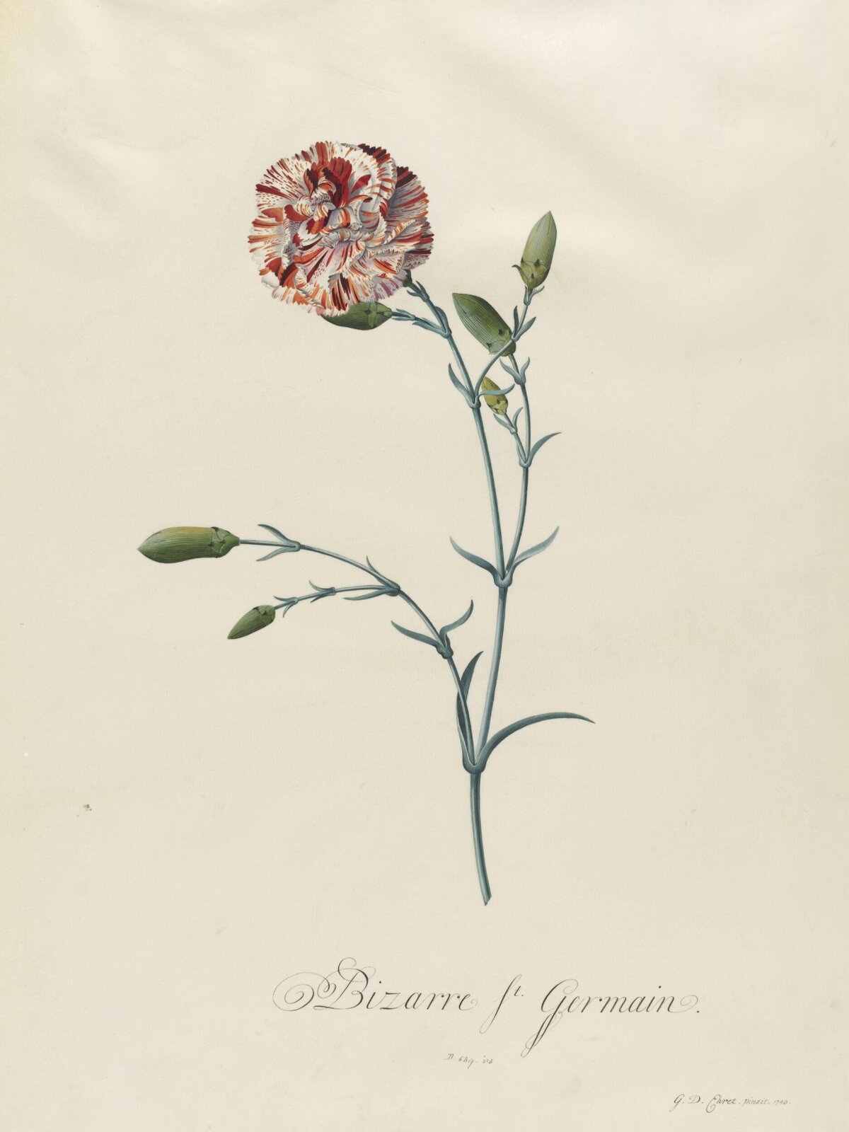 Bizarre St. Germain, Georg Dionysus Ehret, 1743