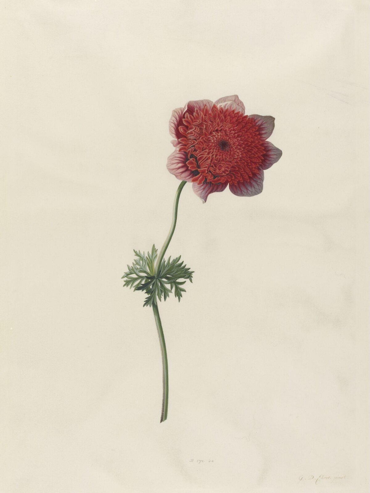 Drawing, Georg Dionysus Ehret, 1743-7