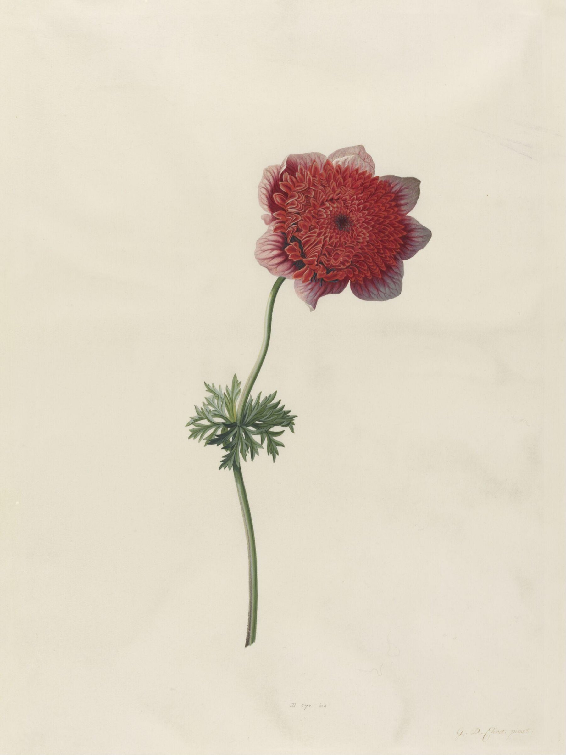 Drawing, Georg Dionysus Ehret, 1743-7