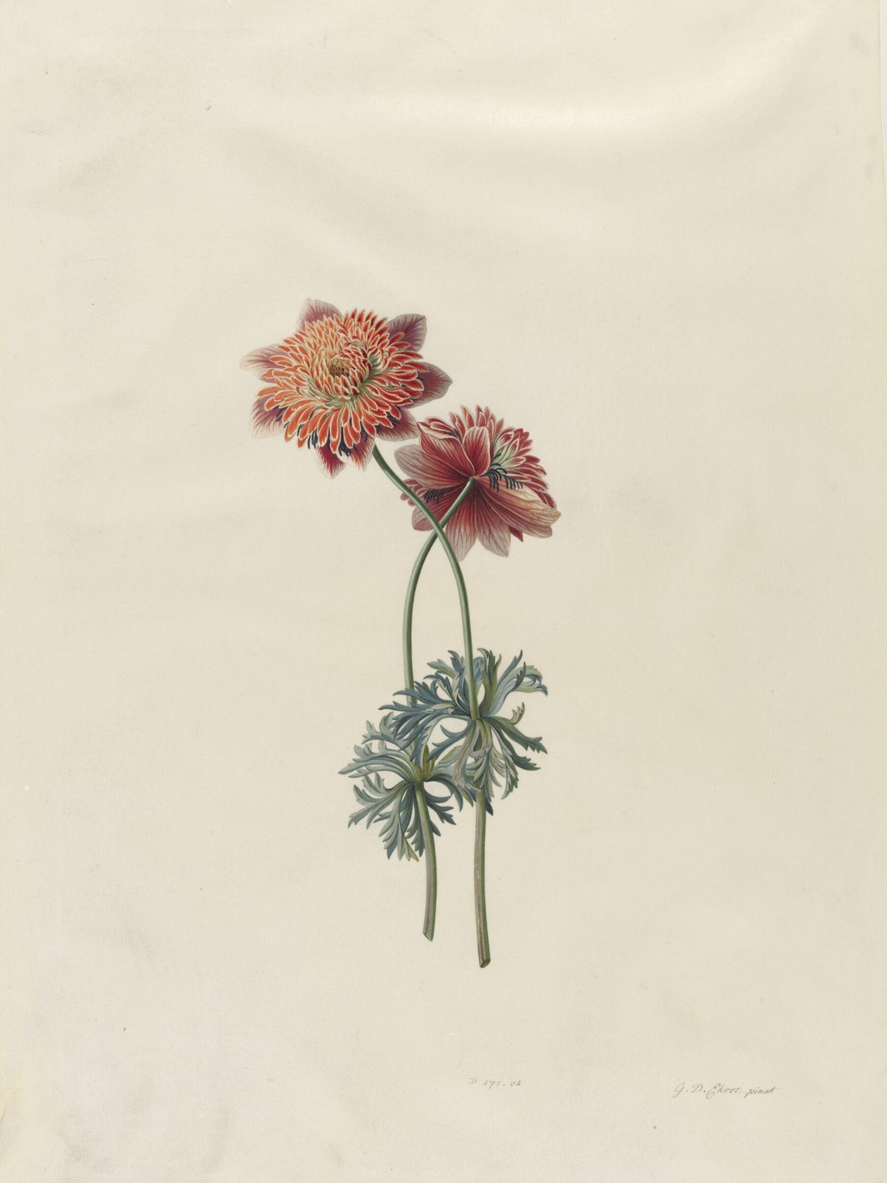 Drawing, Georg Dionysus Ehret, 1743-7