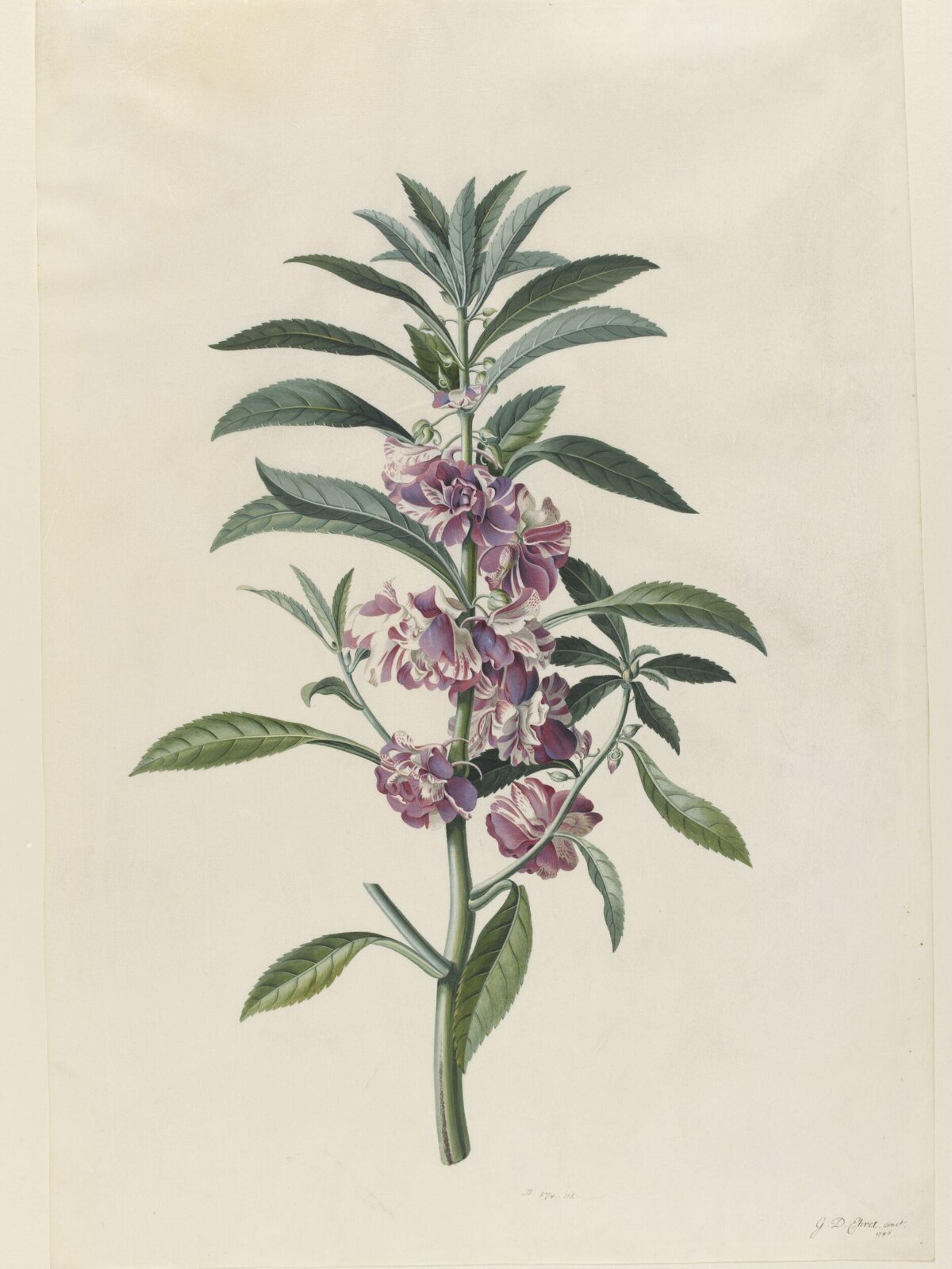 Drawing, Georg Dionysus Ehret, 1746