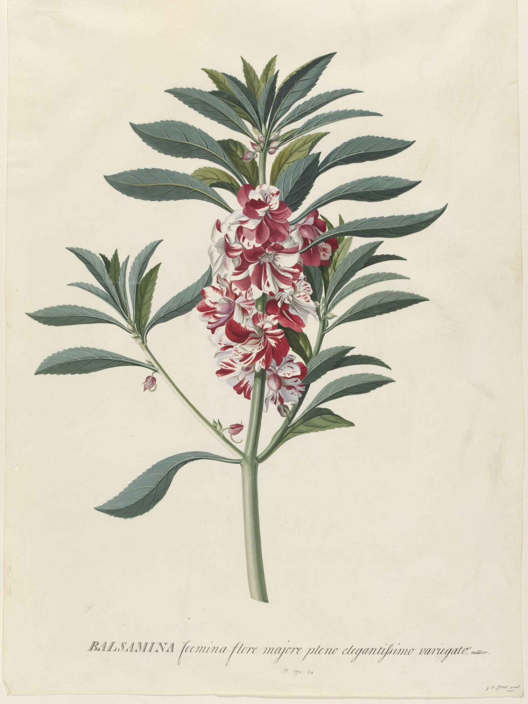 Balsamina foemina flore majore pleno elegantissimo variegato, Georg Dionysus Ehret, 1745