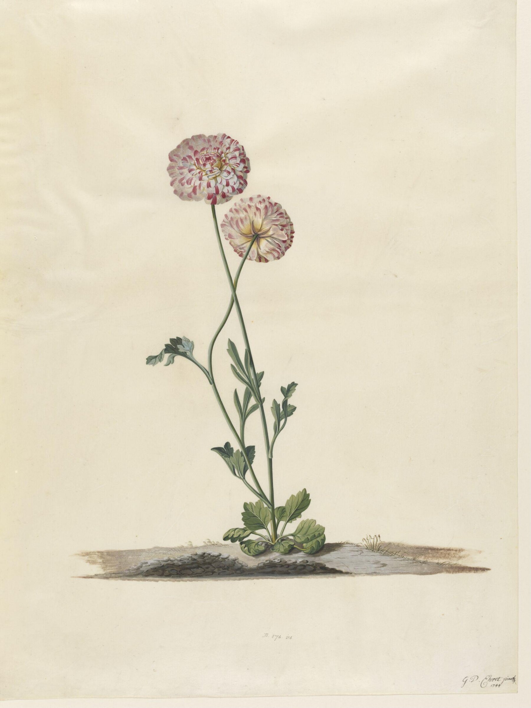Drawing, Georg Dionysus Ehret, 1744