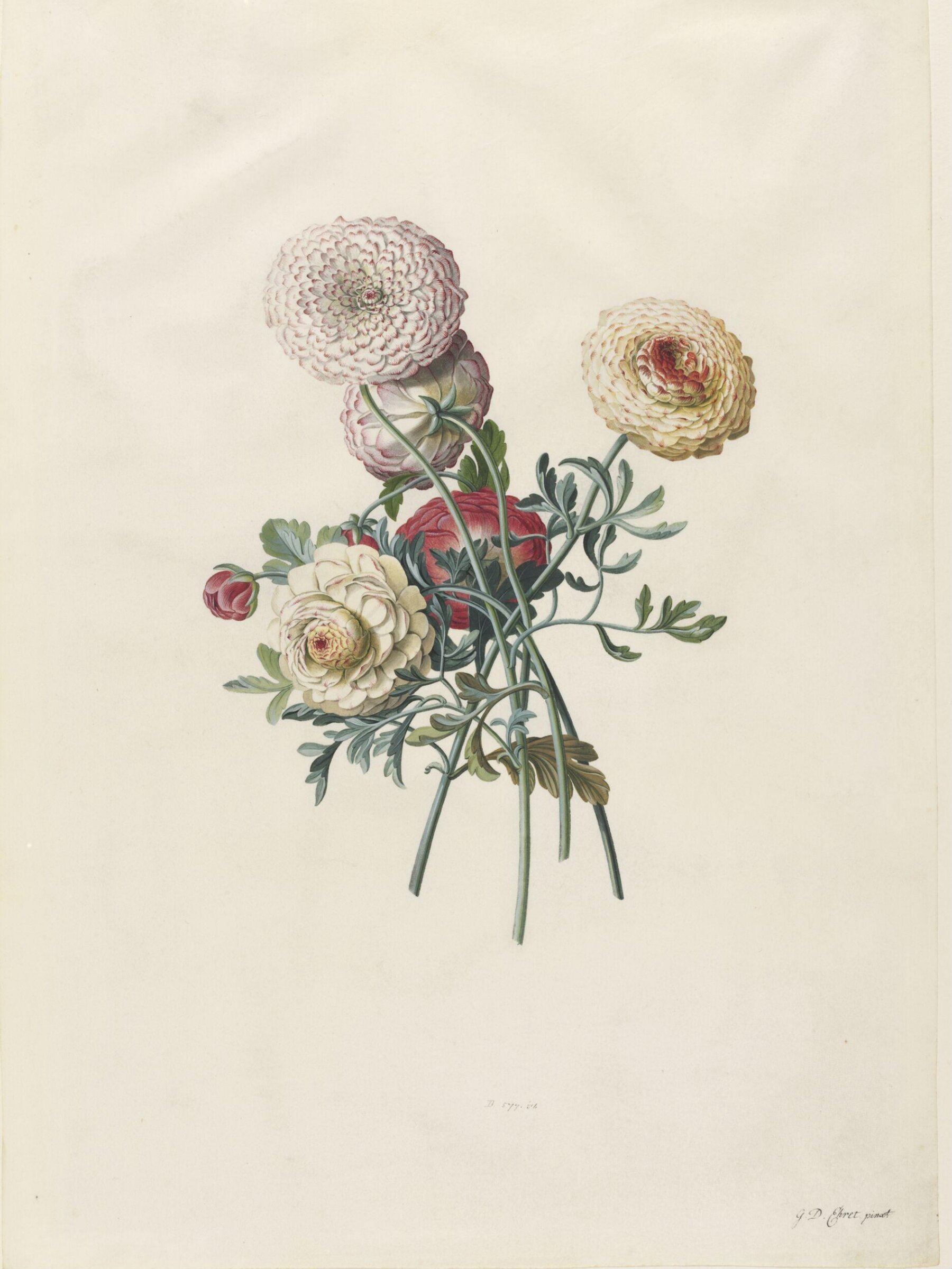 Drawing, Georg Dionysus Ehret, 1743-7