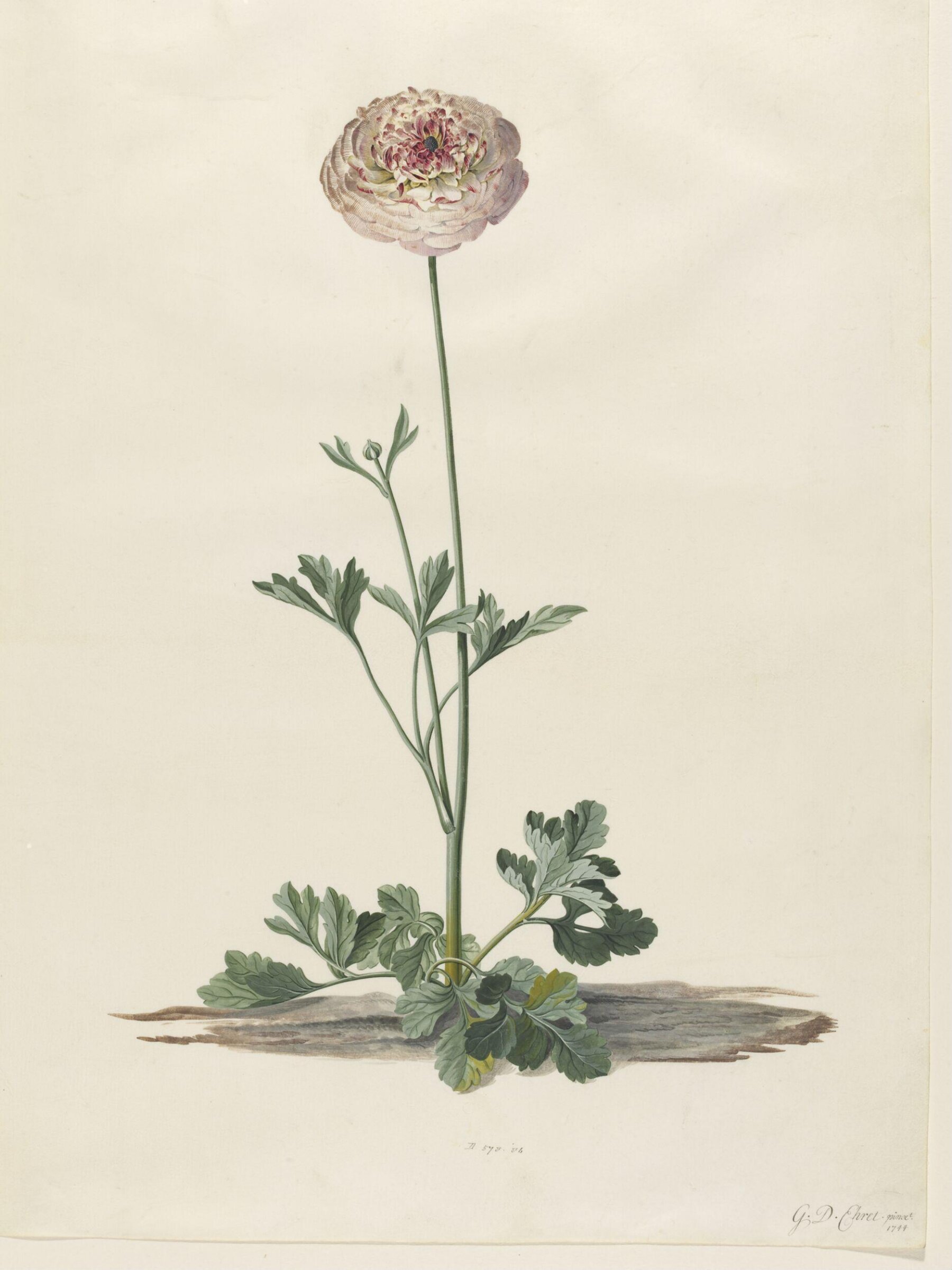 Drawing, Georg Dionysus Ehret, 1744