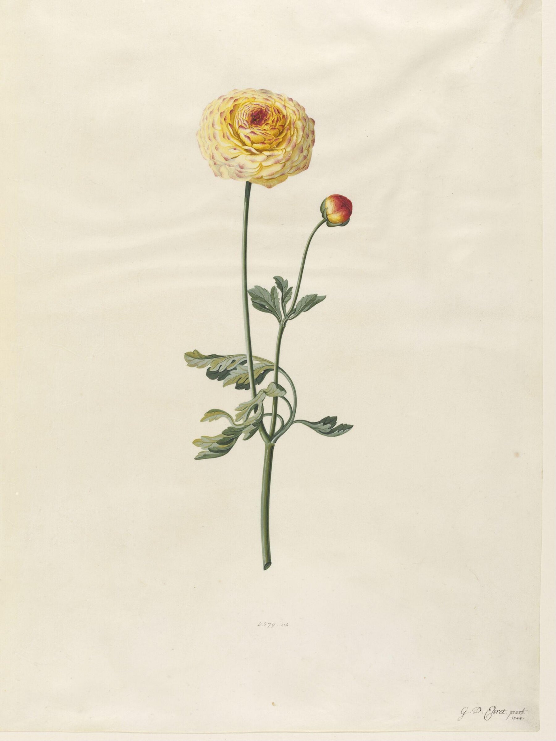 Drawing, Georg Dionysus Ehret, 1744