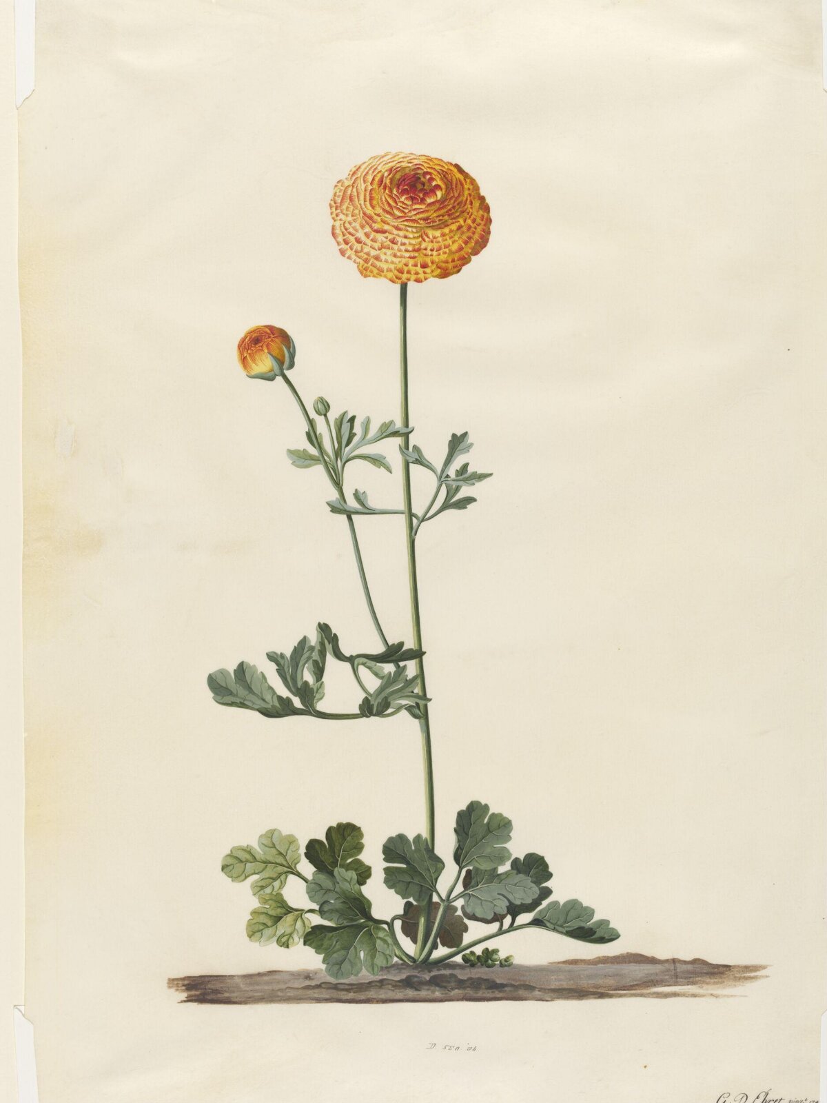 Drawing, Georg Dionysus Ehret, 1744