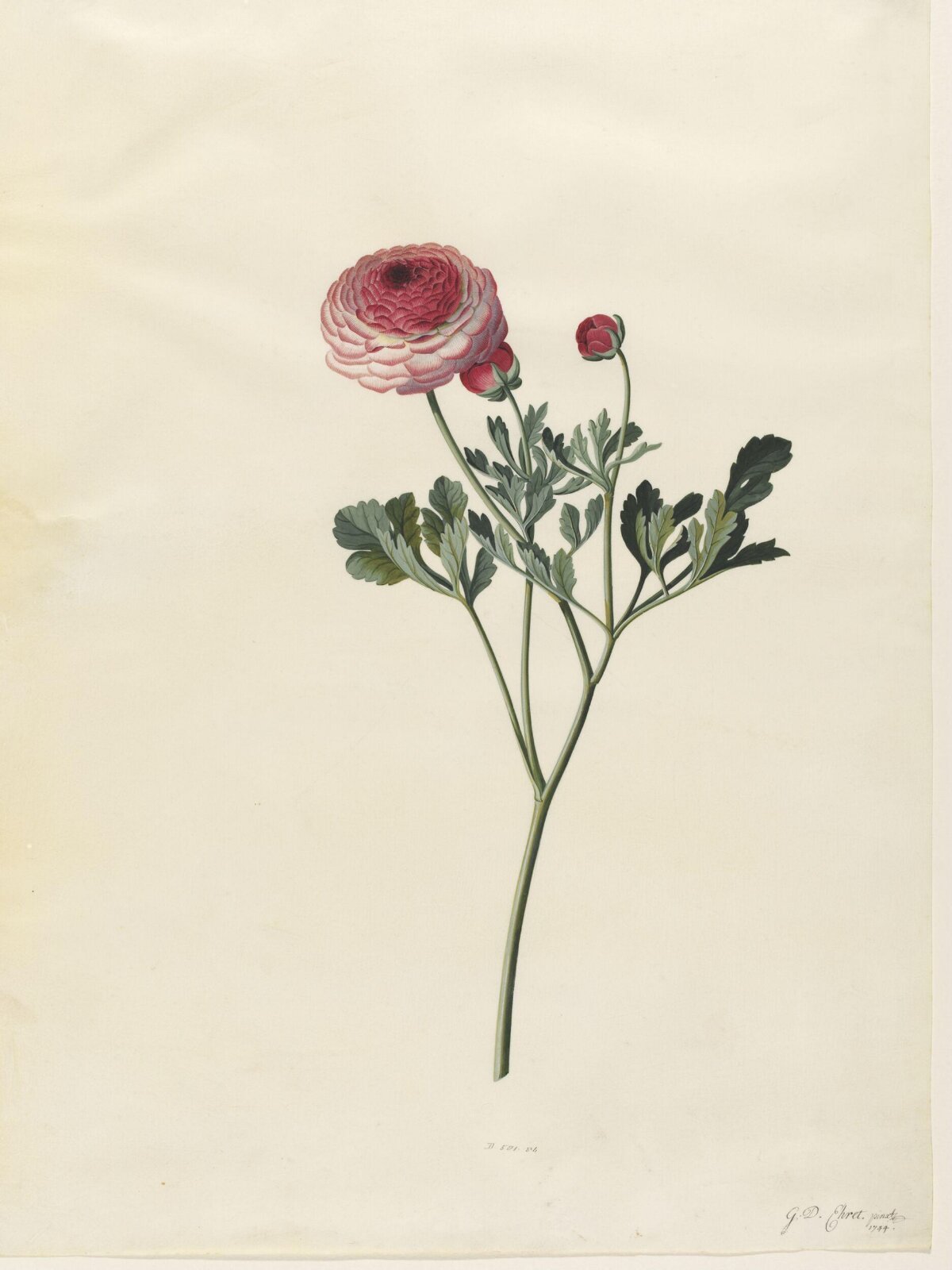 Drawing, Georg Dionysus Ehret, 1744