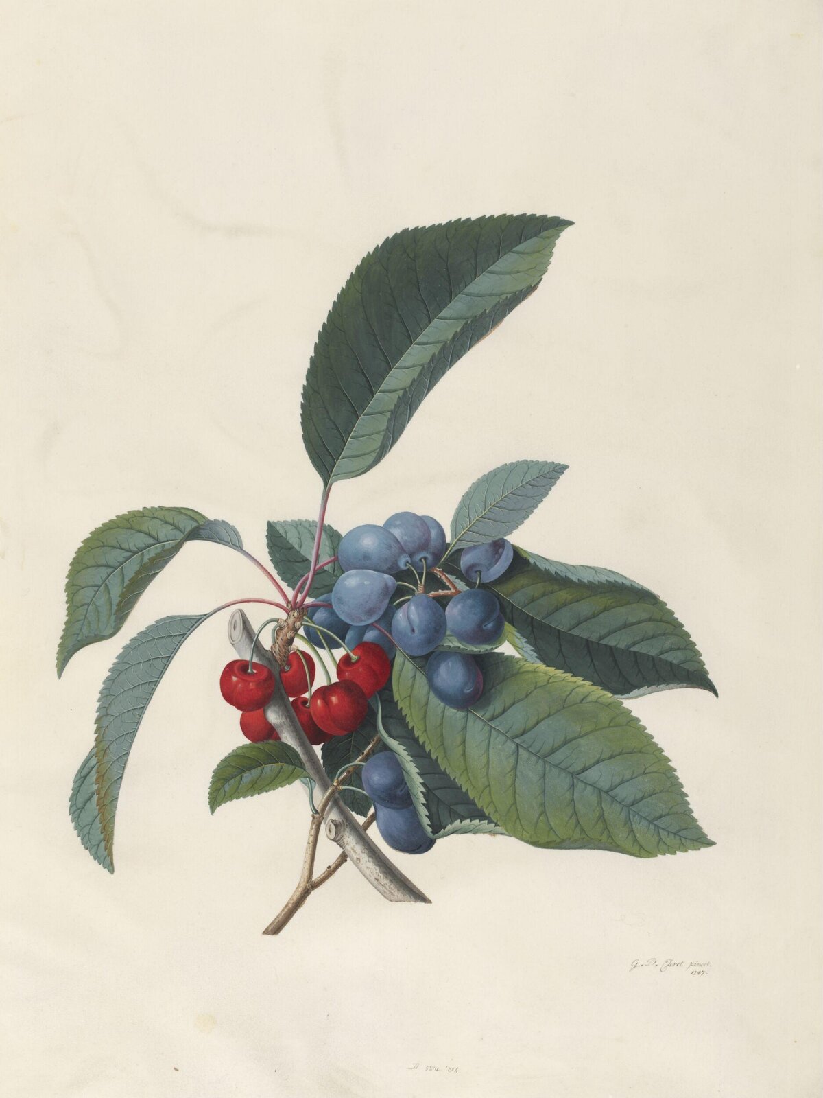 Drawing, Georg Dionysus Ehret, 1747