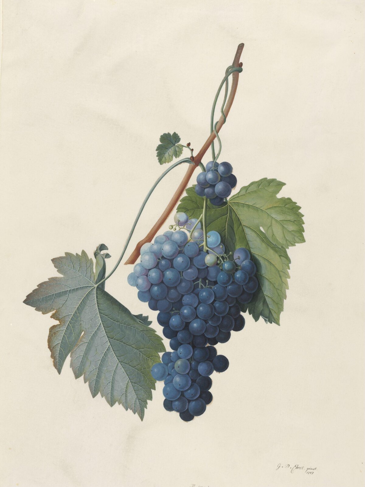 Drawing, Georg Dionysus Ehret, 1747