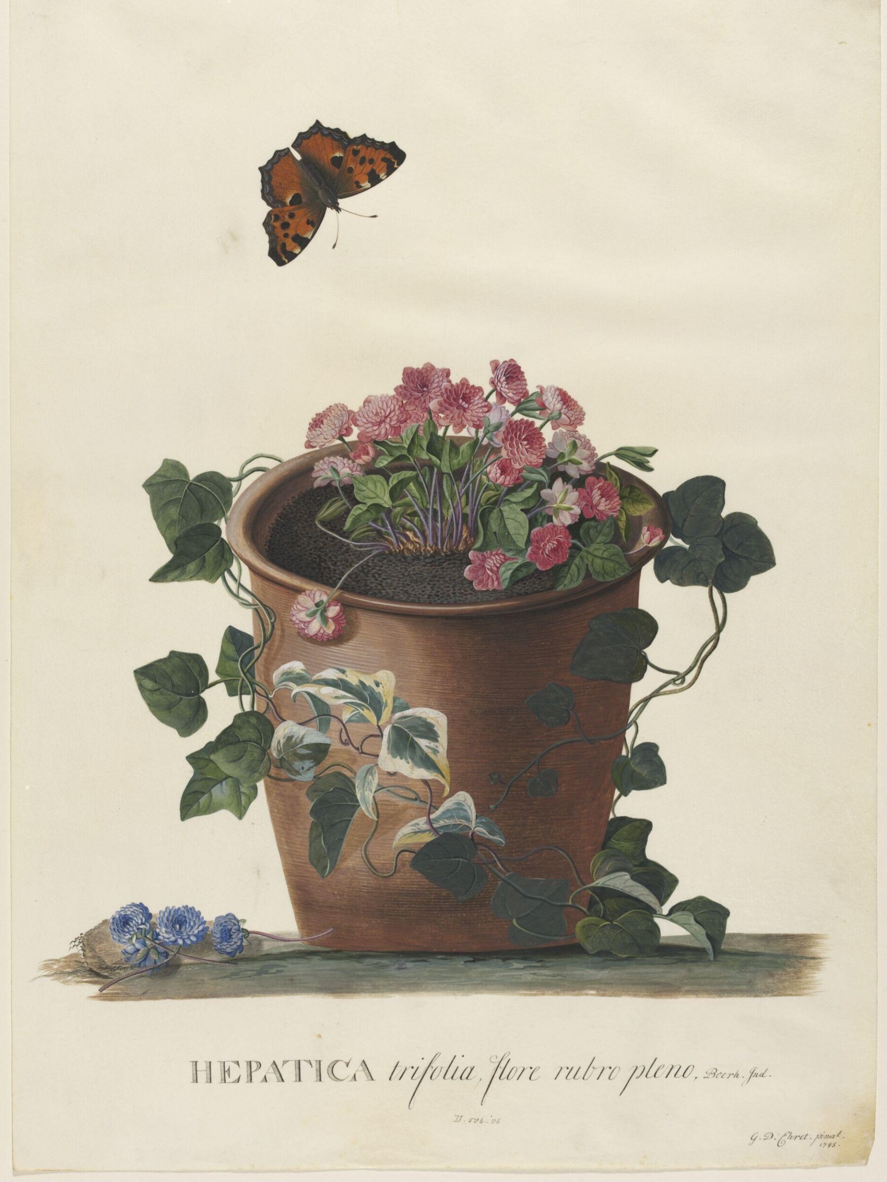 Drawing, Georg Dionysus Ehret, 1745
