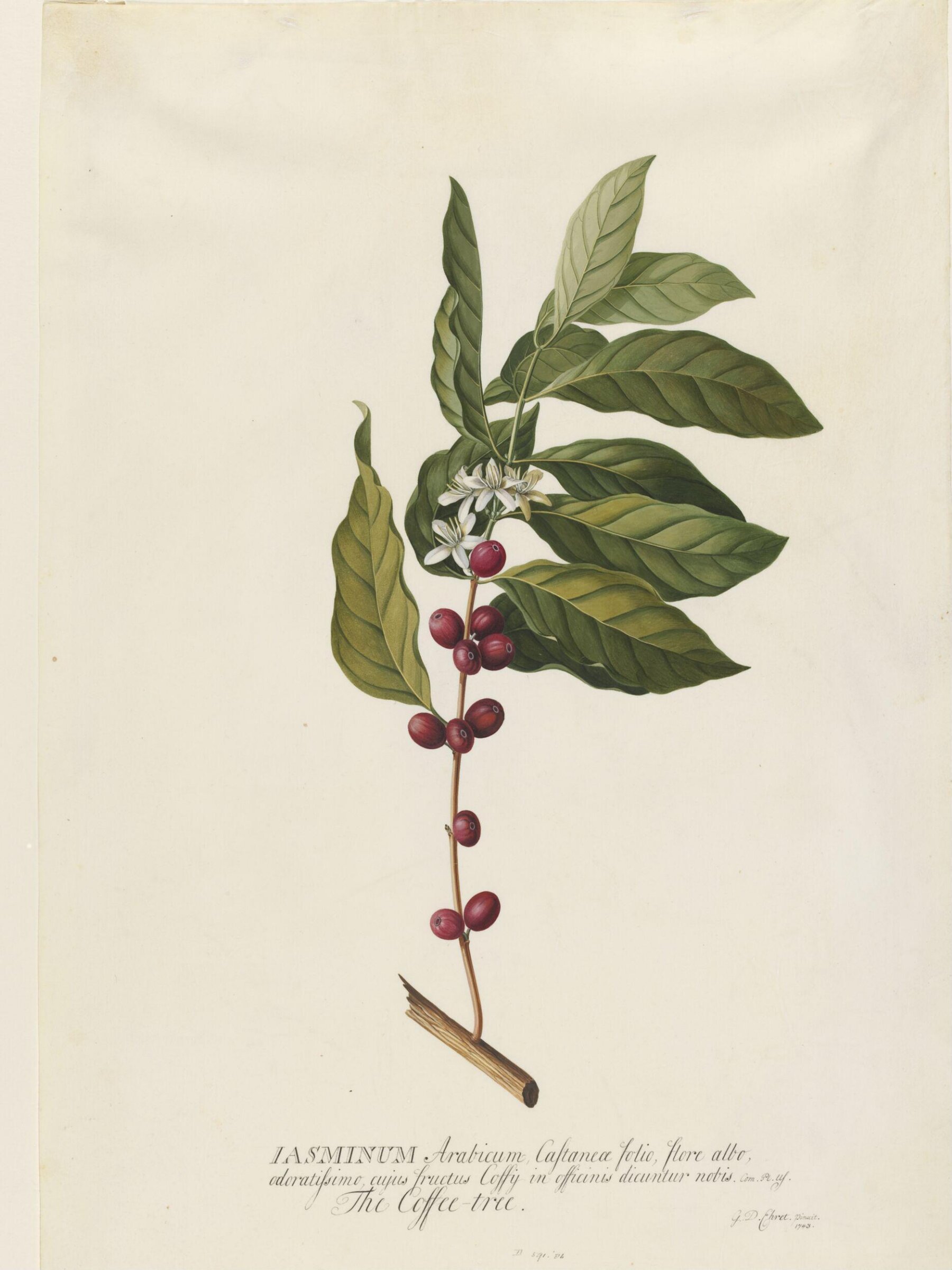 Drawing, Georg Dionysus Ehret, 1743