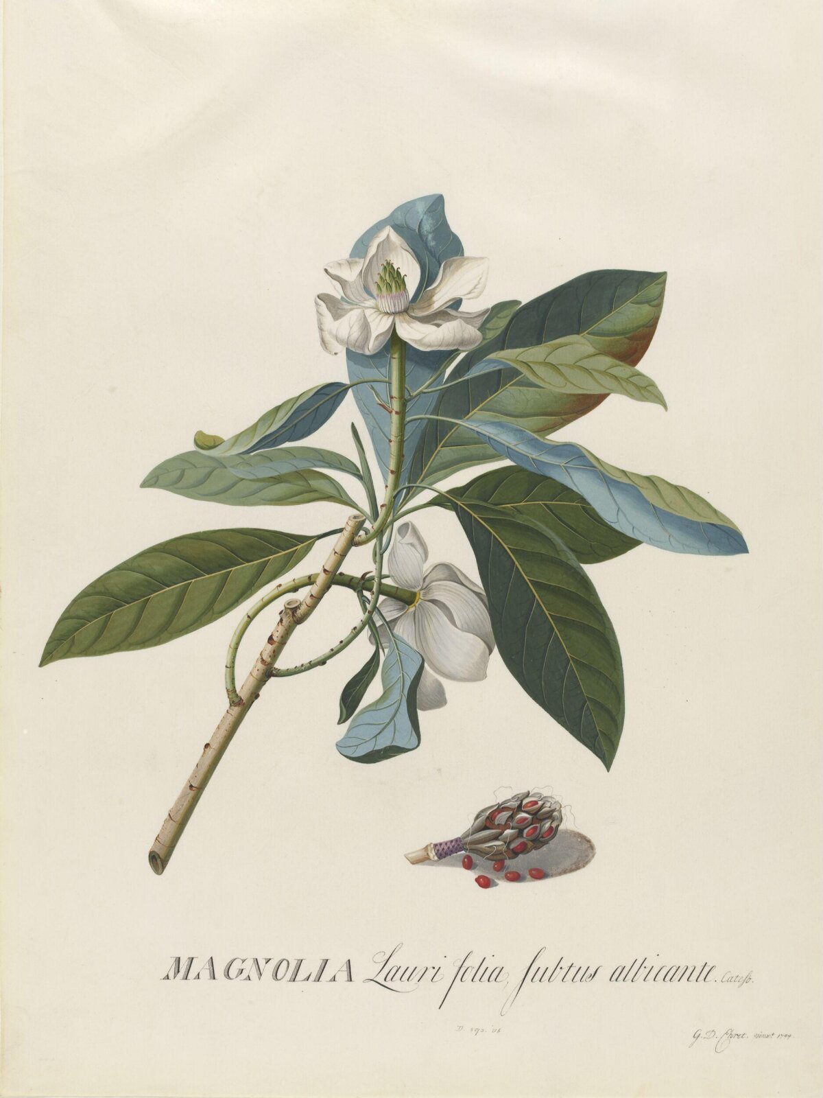 Drawing, Georg Dionysus Ehret, 1744