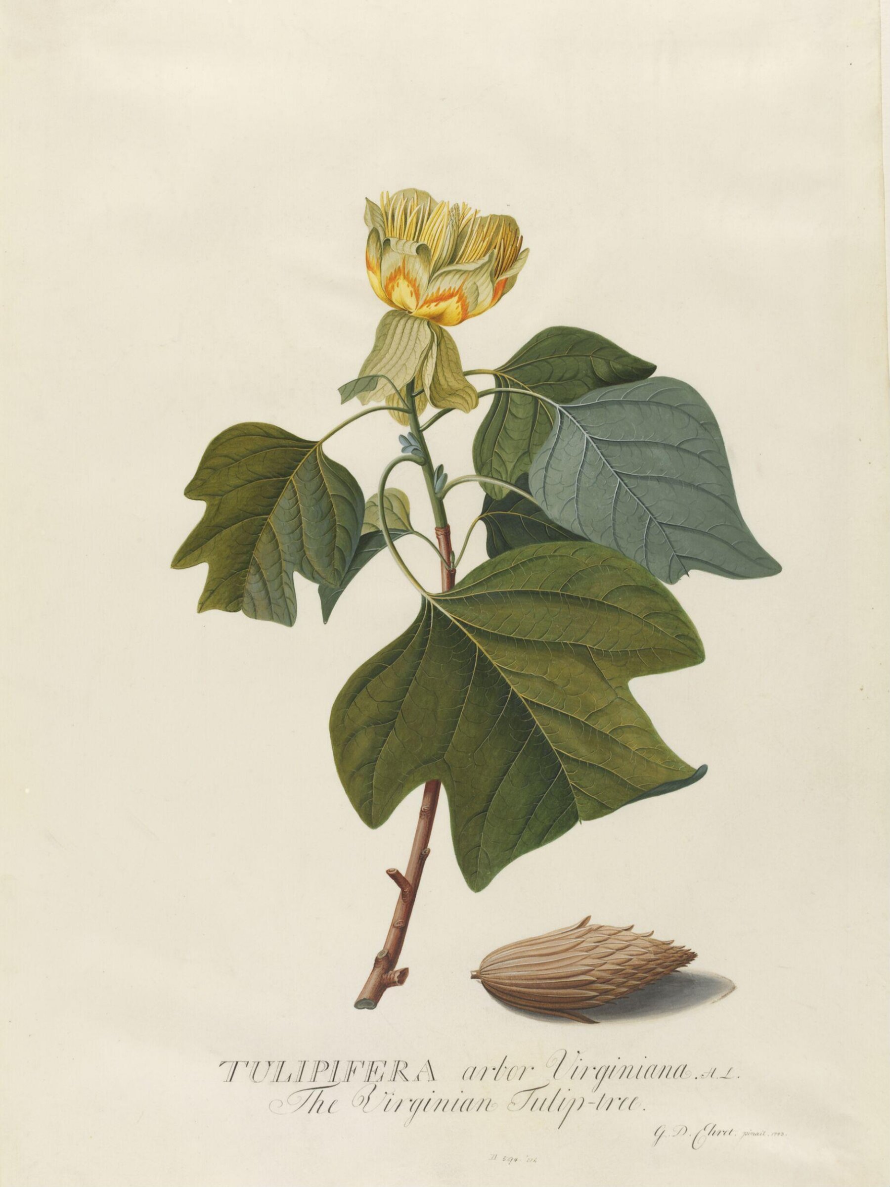 Tulipifera arbor Virginiana, Georg Dionysus Ehret, 1743