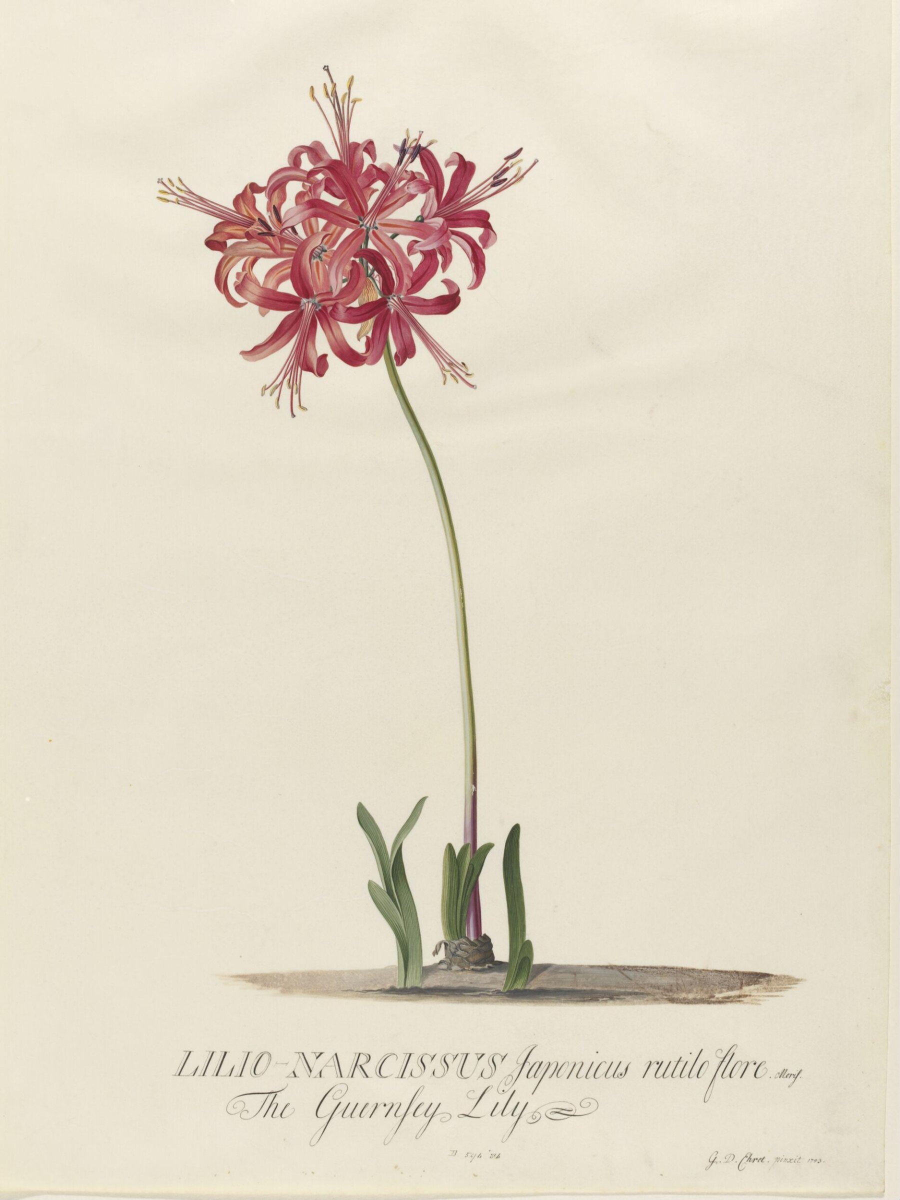 Lilio-Narcissus Japonicus rutilo flore, Georg Dionysus Ehret, 1743