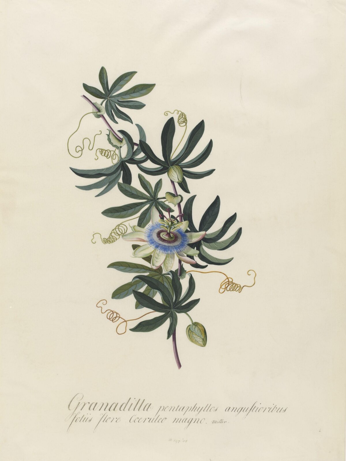 Drawing, Georg Dionysus Ehret, 1743-7