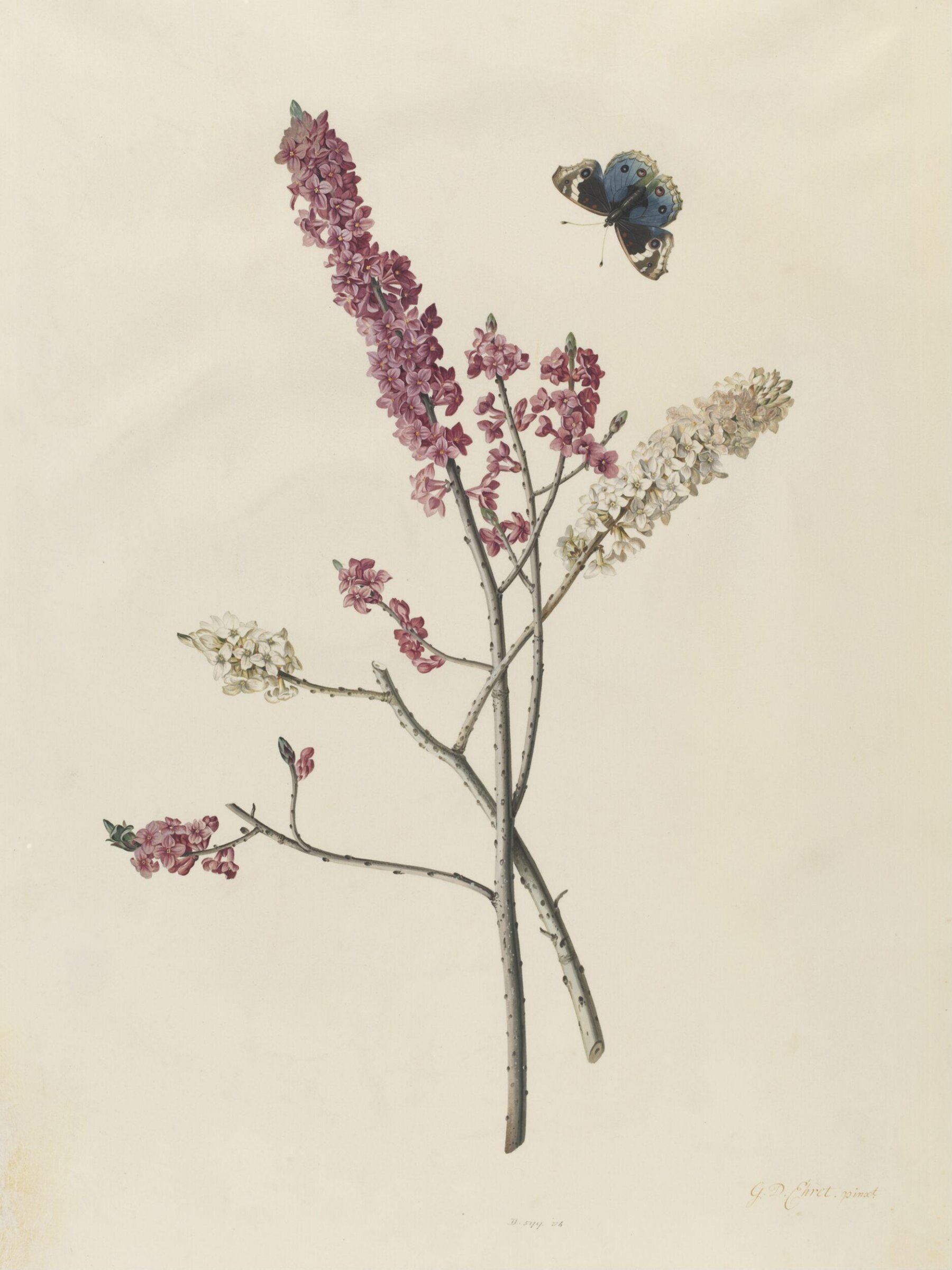 <i>Daphne mezereum</i> with butterfly, George Dionysus Ehret, mid 18th century