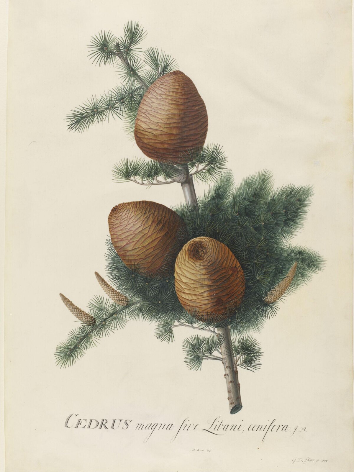 Drawing, Georg Dionysus Ehret, 1744