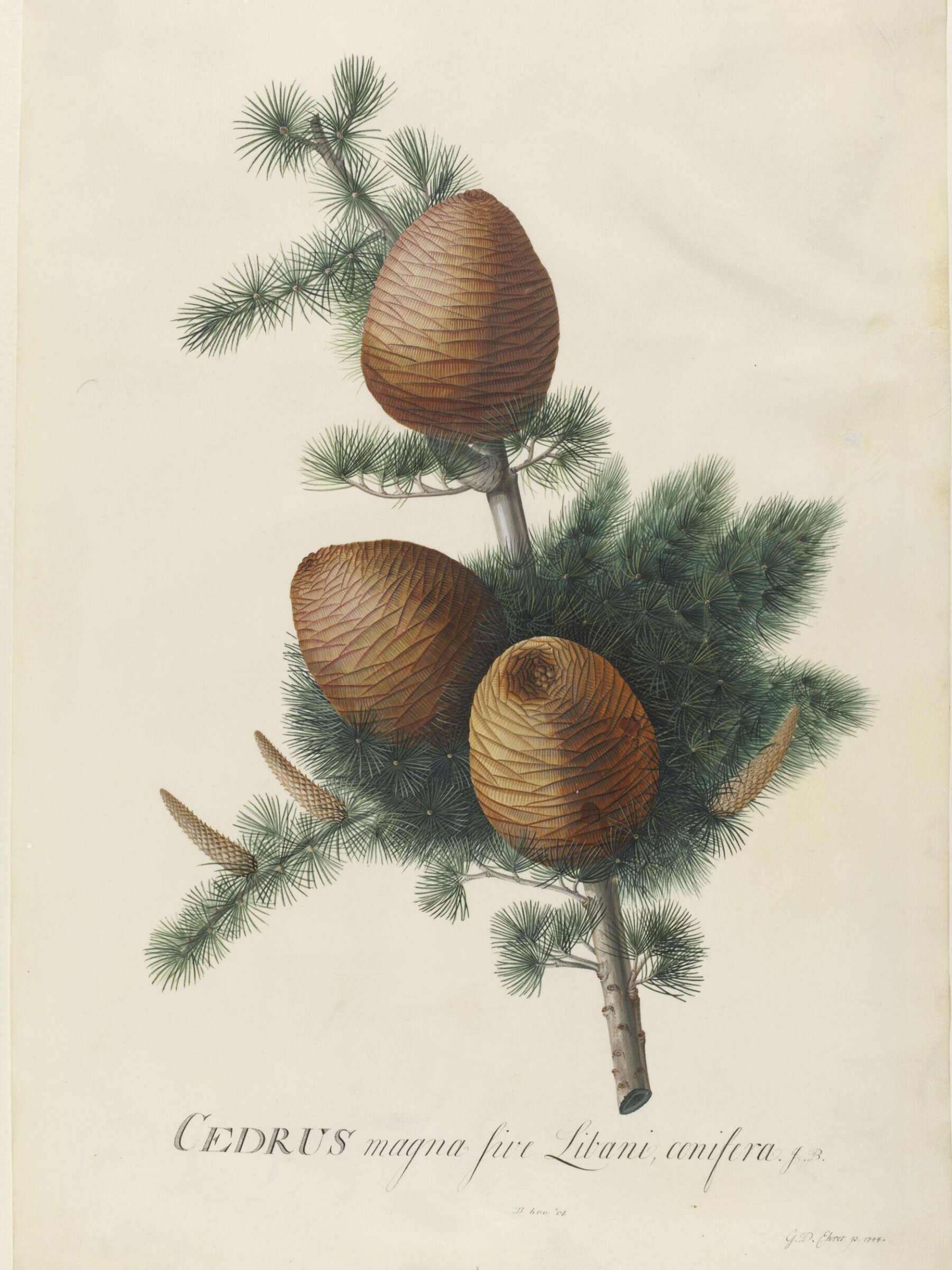 Drawing, Georg Dionysus Ehret, 1744