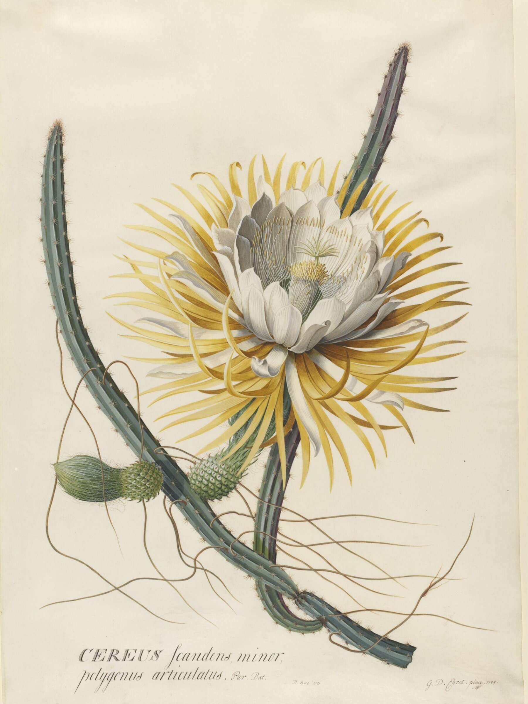 Cereus Cactus, Georg Dionysus Ehret, mid 18th century
