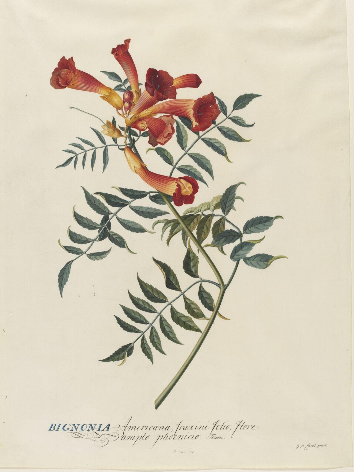 Drawing, Georg Dionysus Ehret, 1743-7