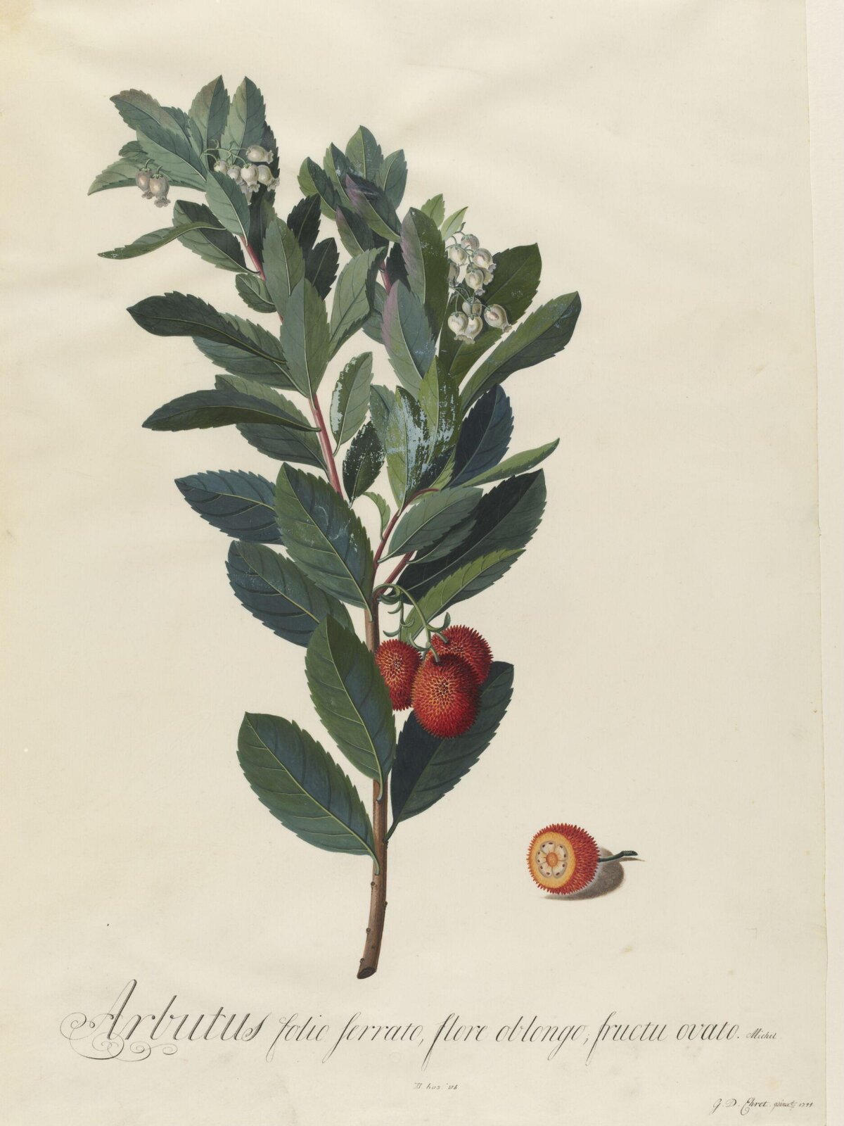 Drawing, Georg Dionysus Ehret, 1744