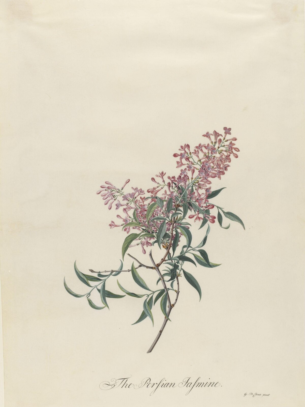 The Persian Jasmine, Georg Dionysus Ehret, 1743-7