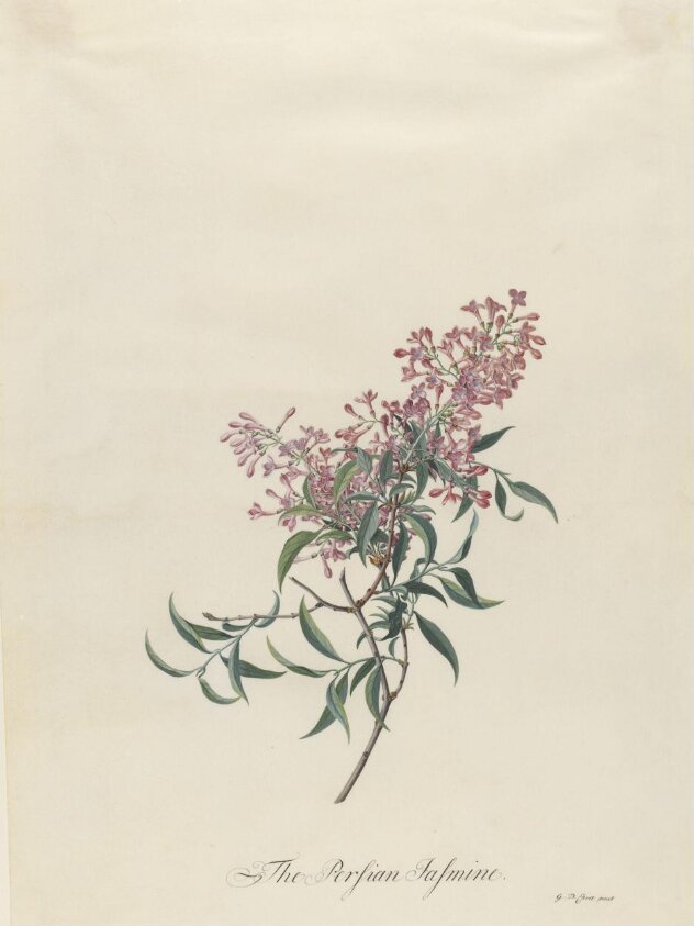 The Persian Jasmine