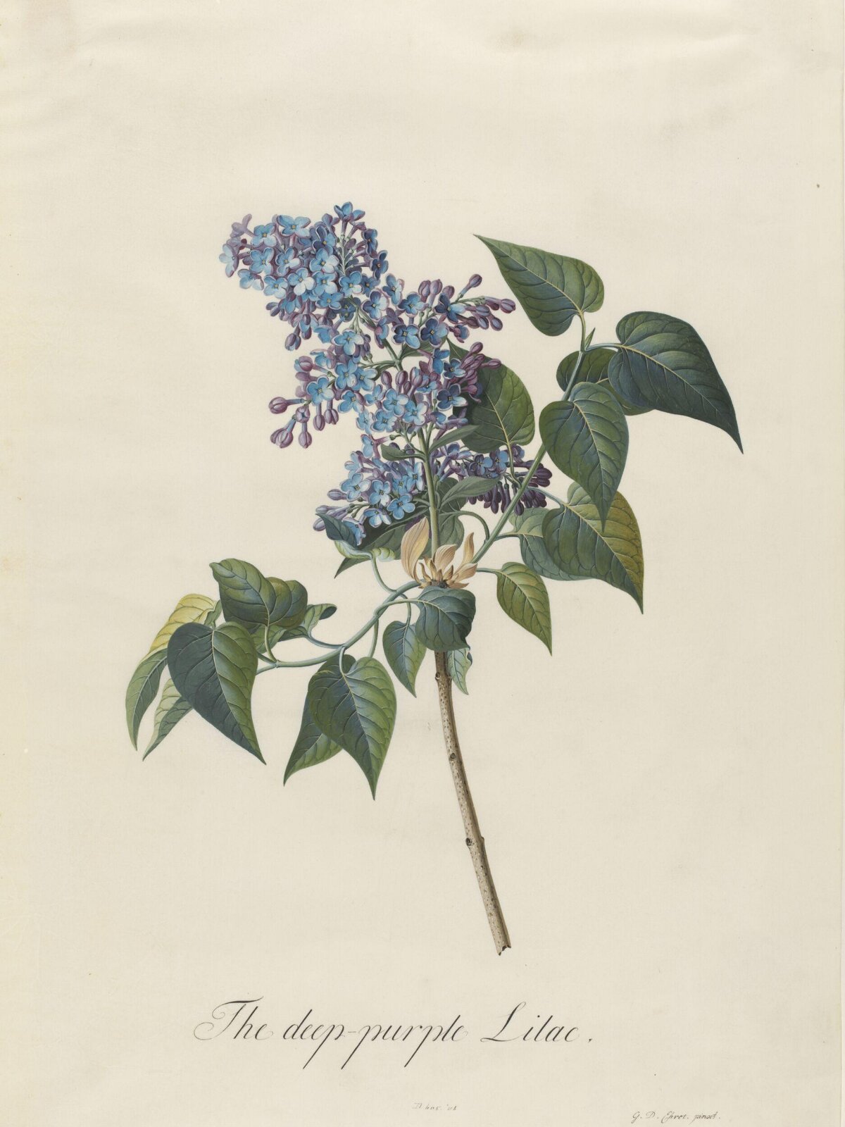 The deep-purple Lilac, Georg Dionysus Ehret, 1743-7