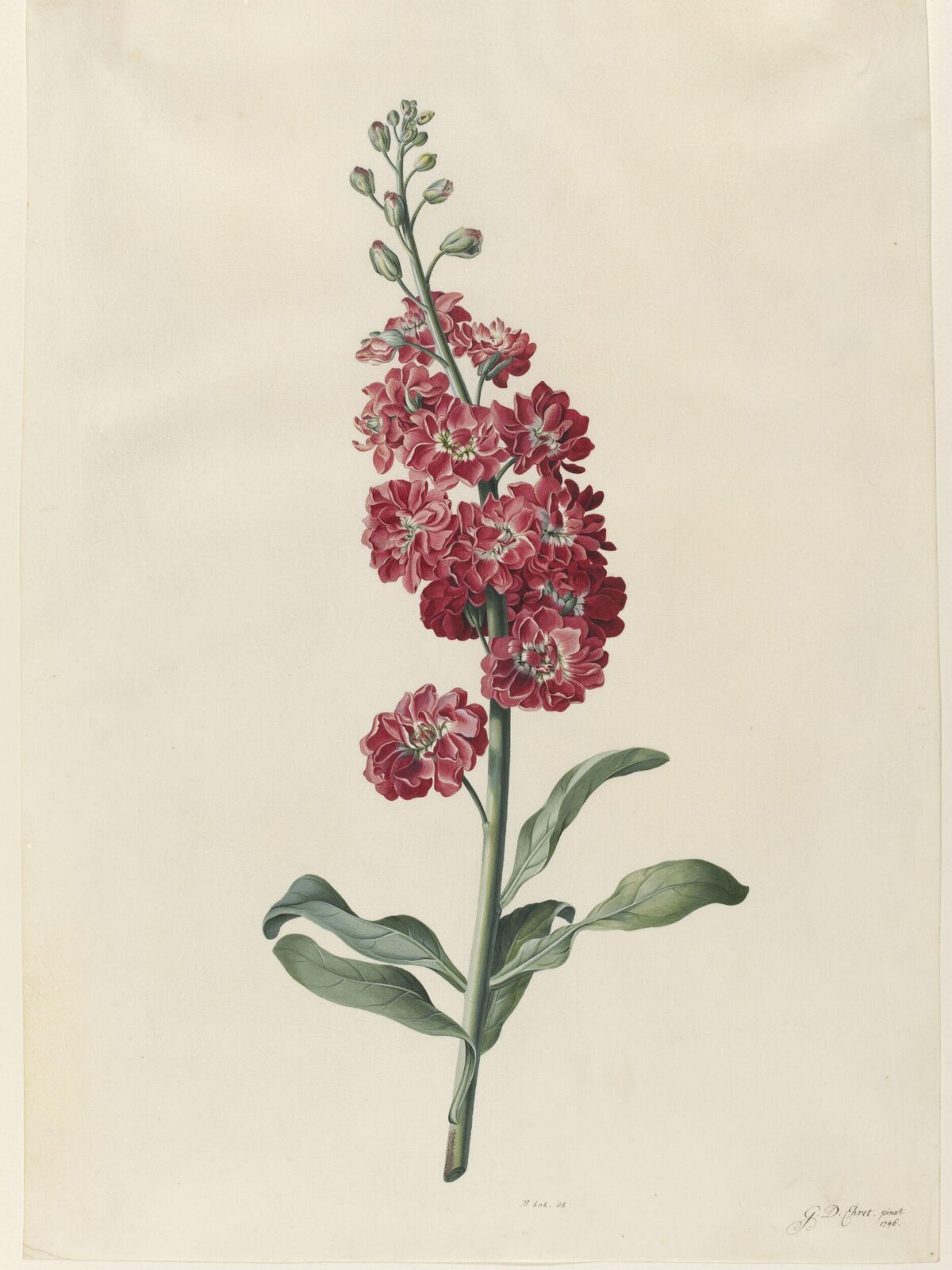 Drawing, Georg Dionysus Ehret, 1746