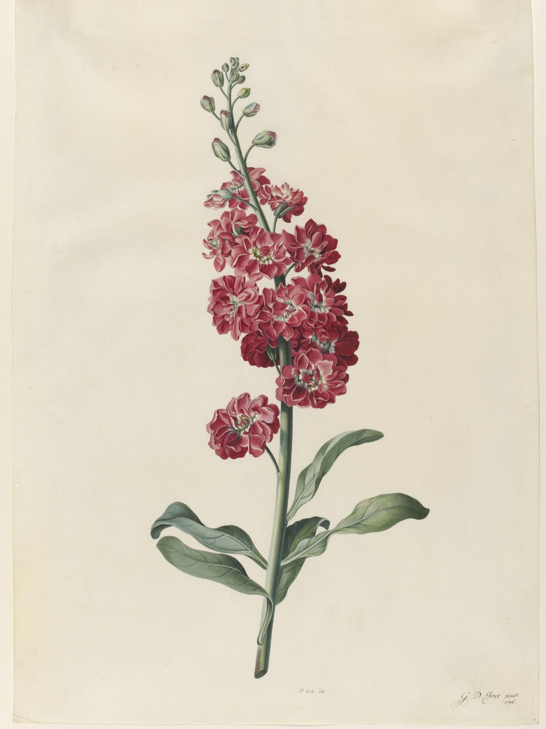 Drawing, Georg Dionysus Ehret, 1746