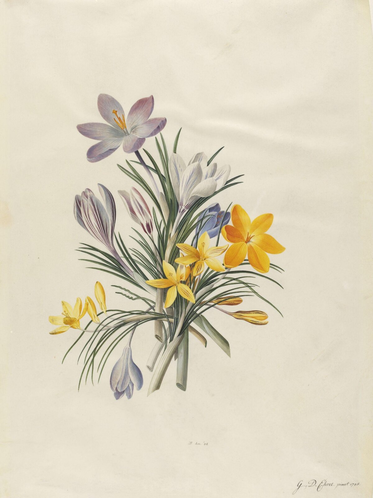 Drawing, Georg Dionysus Ehret, 1745
