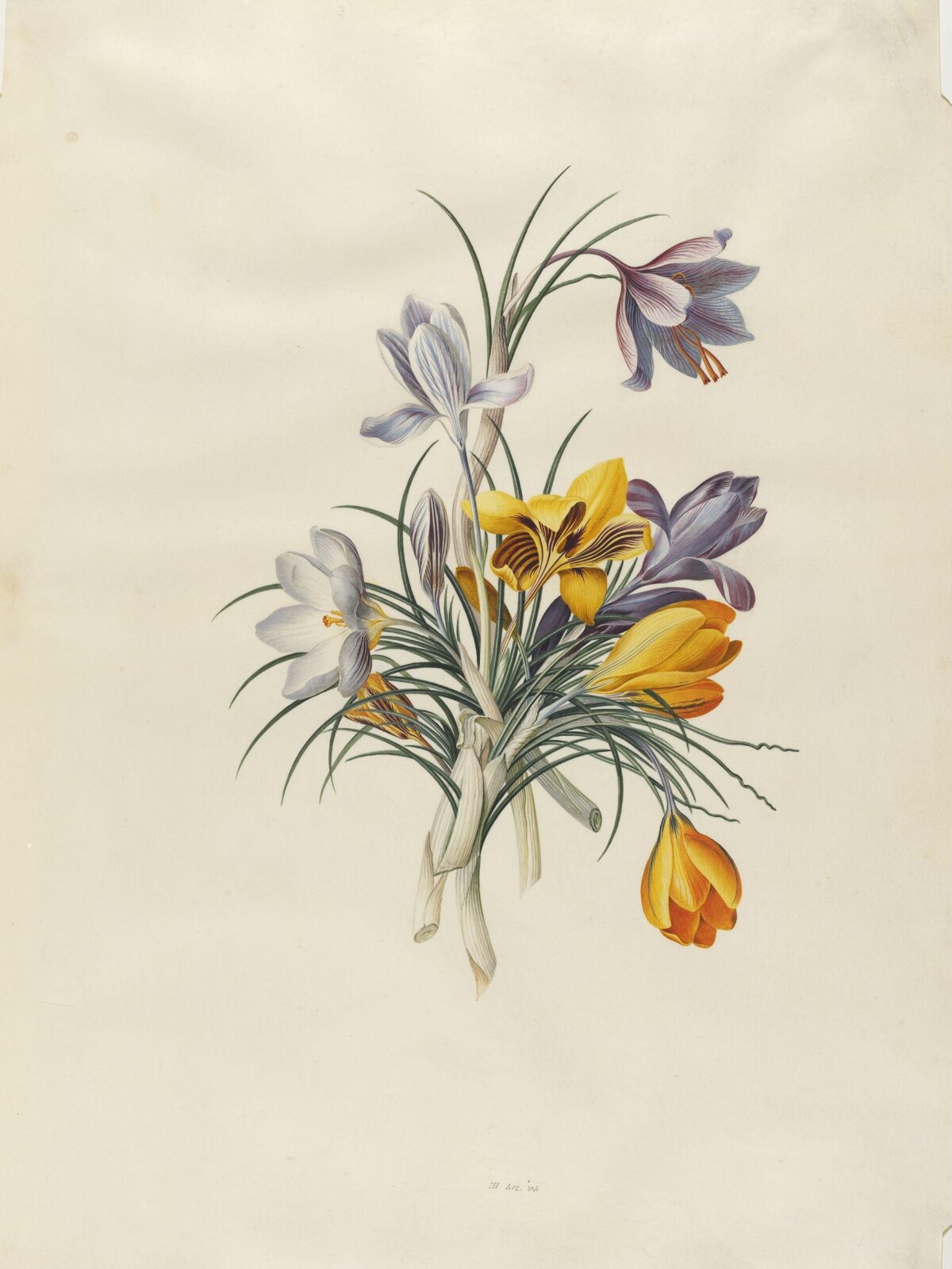 Drawing, Georg Dionysus Ehret, 1744