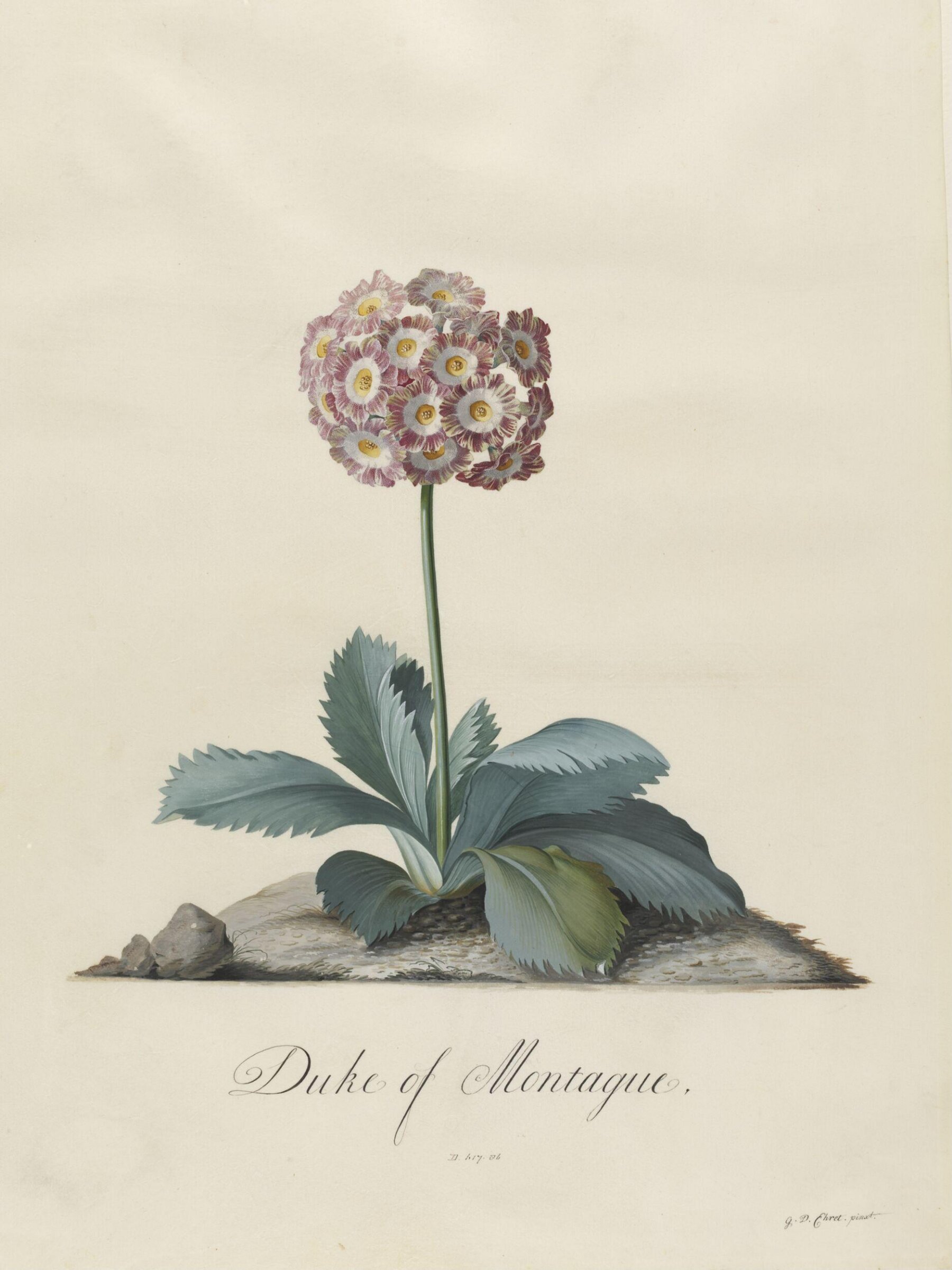Duke of Montague, Georg Dionysus Ehret, 1743-7