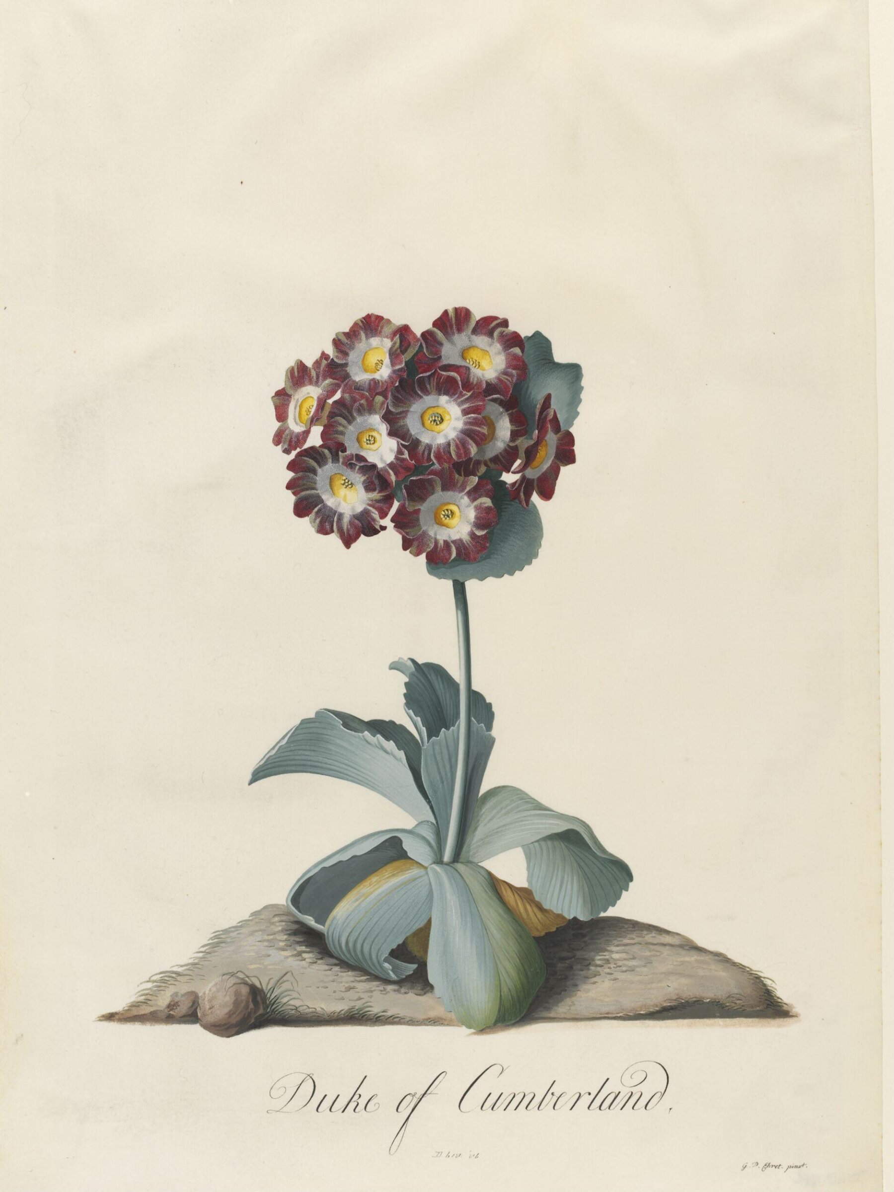 Duke of Cumberland, Georg Dionysus Ehret, 1743-7