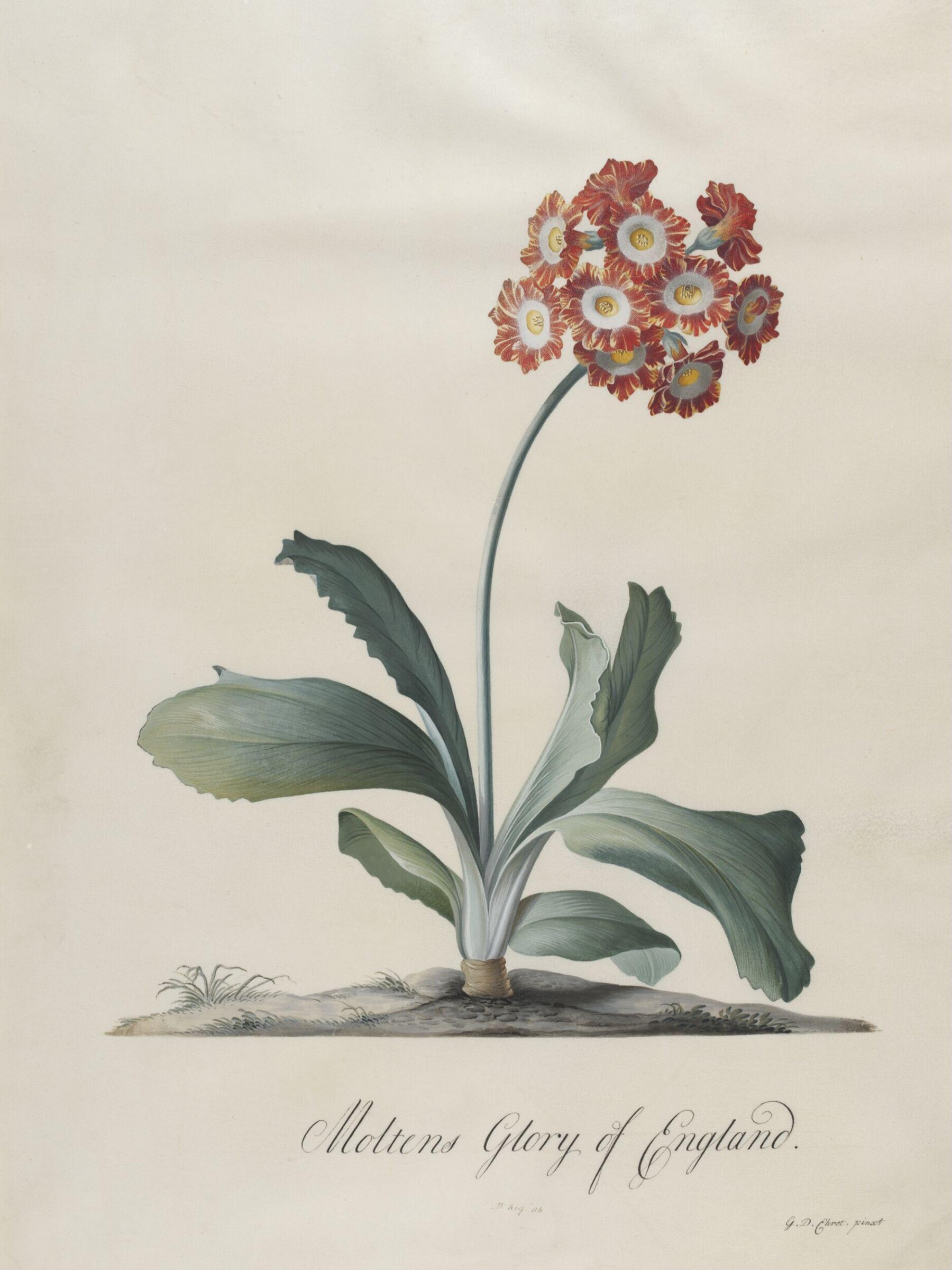 Moltens Glory of England, Georg Dionysus Ehret, 1743-7