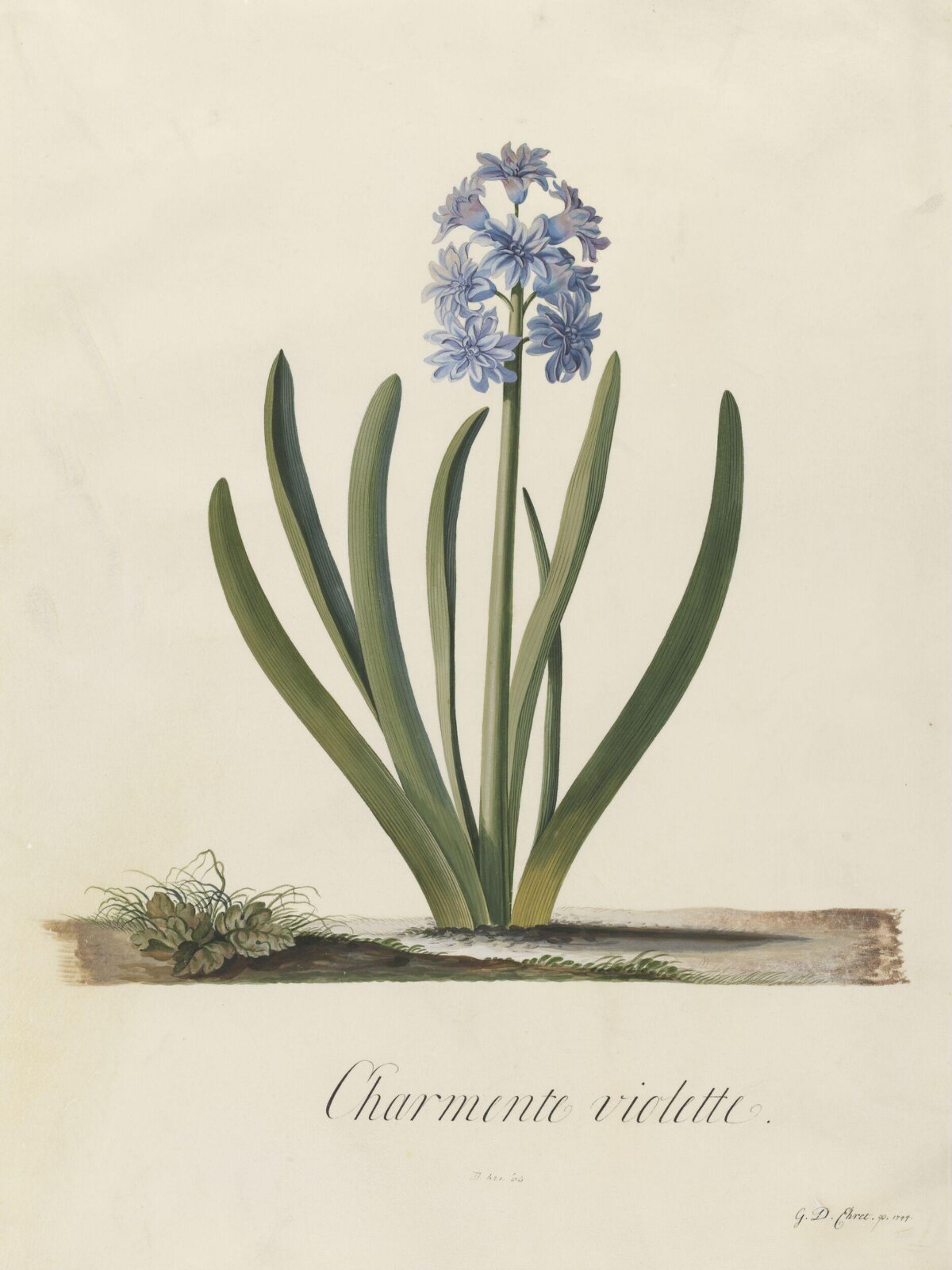 Charmente violette, Georg Dionysus Ehret, 1744