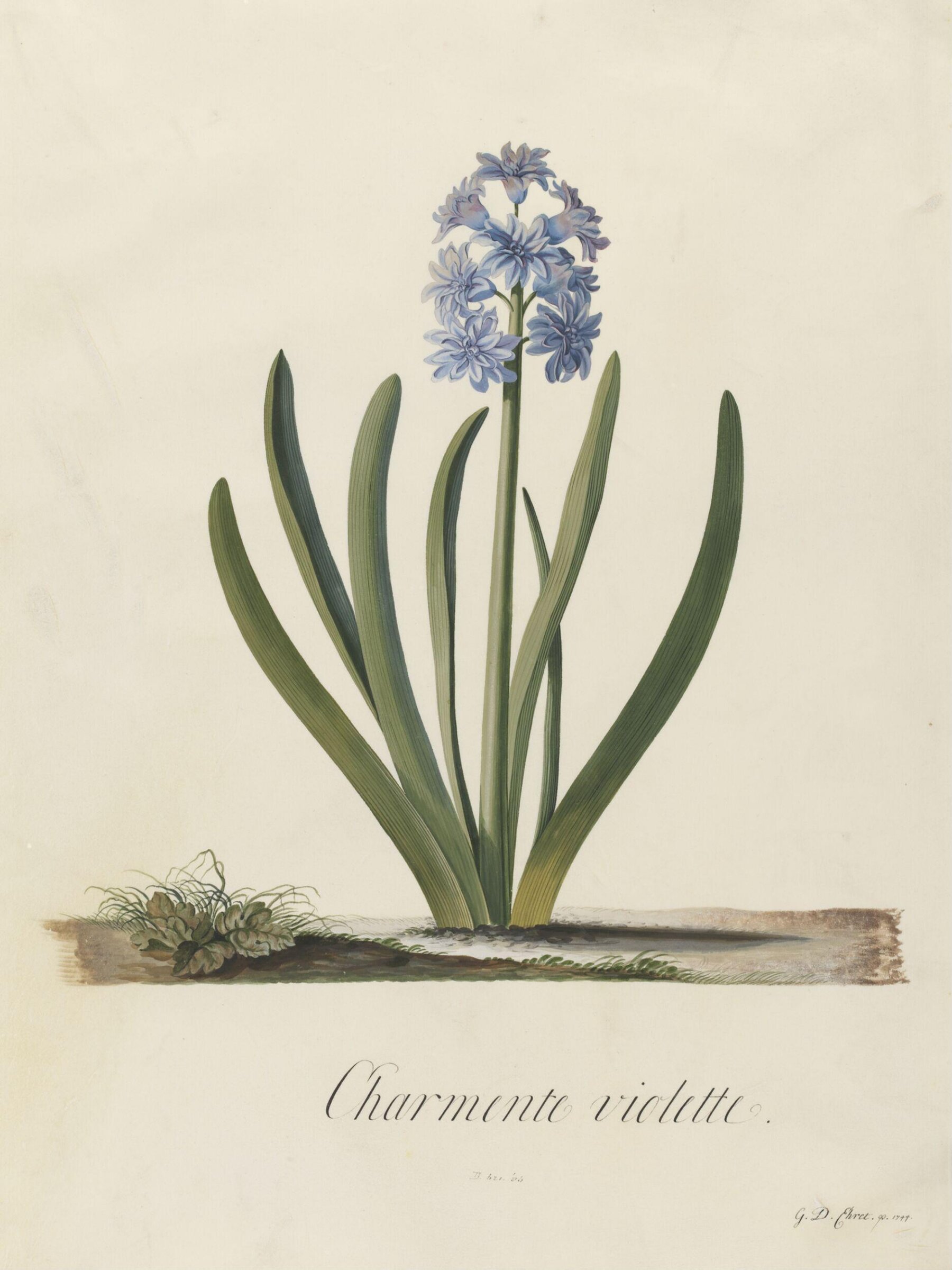 Charmente violette, Georg Dionysus Ehret, 1744