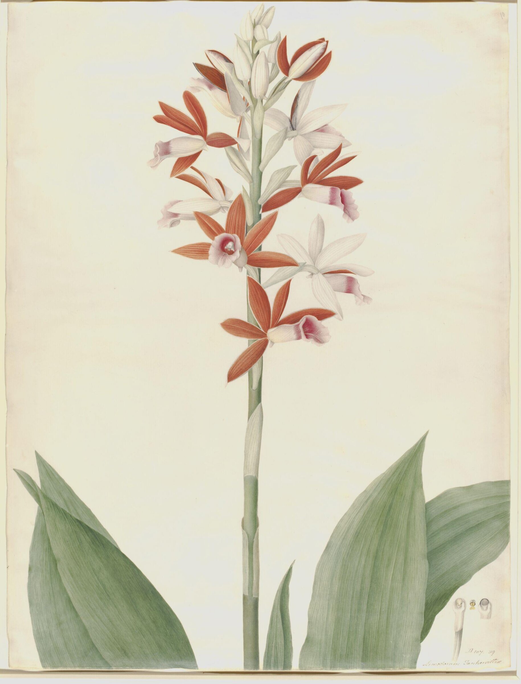 Drawing, A. Power, ca. 1800