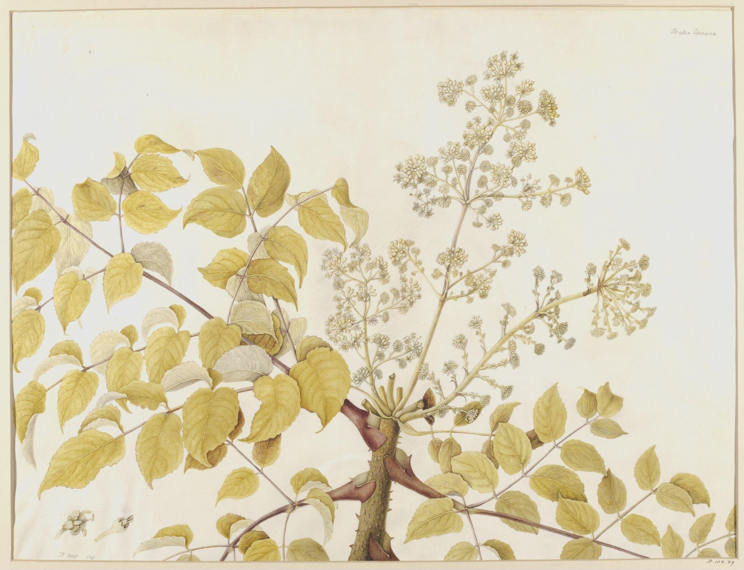 Drawing, A. Power, ca. 1800