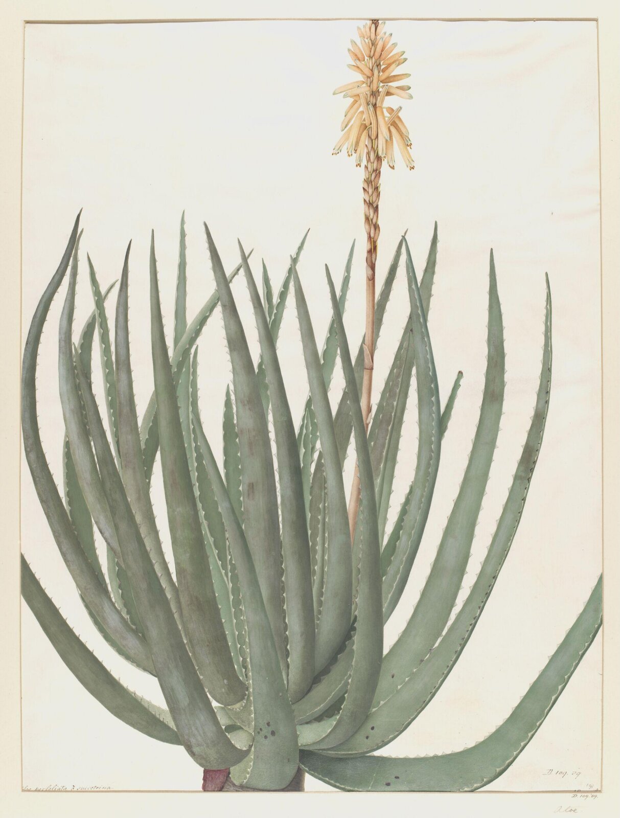 Drawing, A. Power, ca. 1800