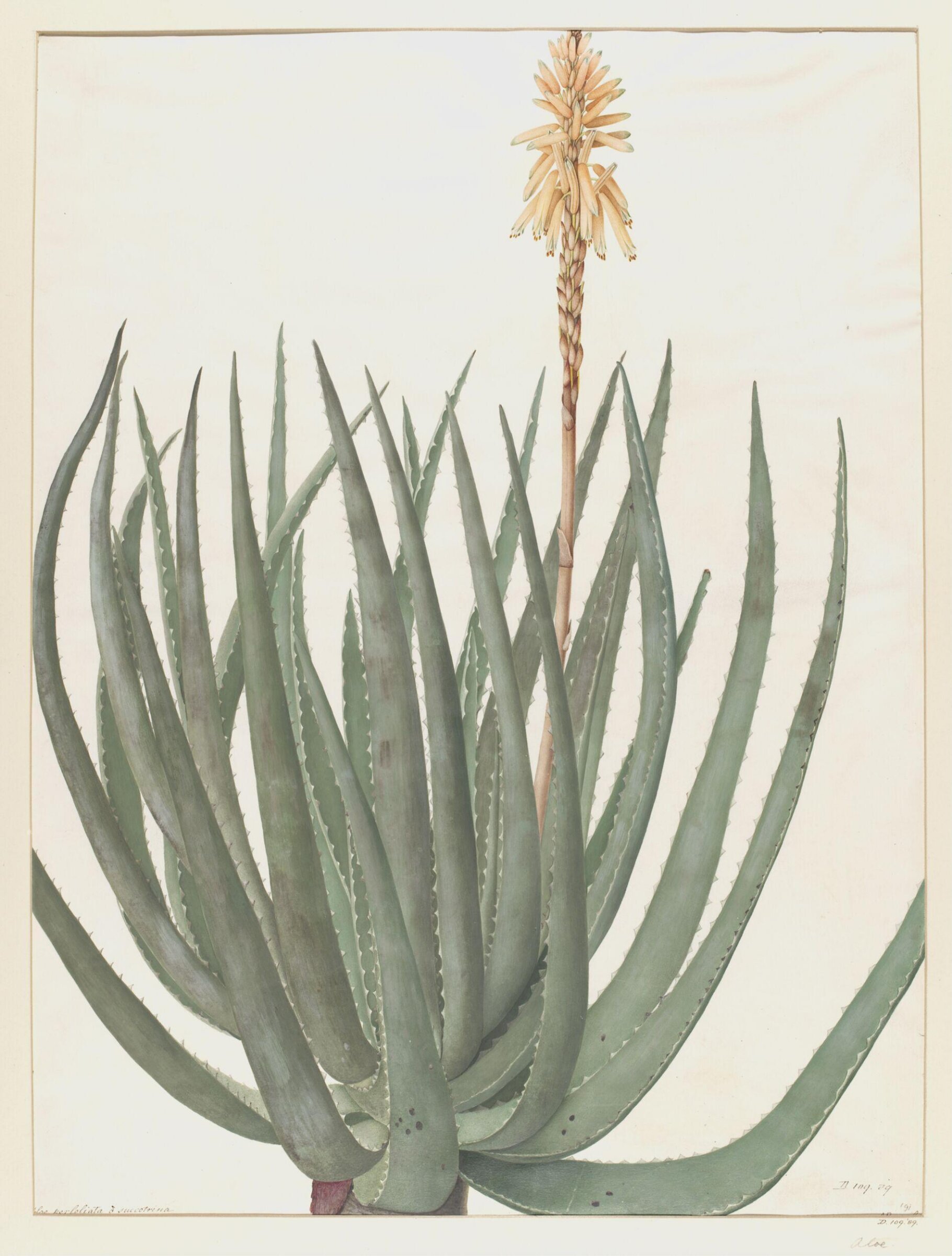 Drawing, A. Power, ca. 1800