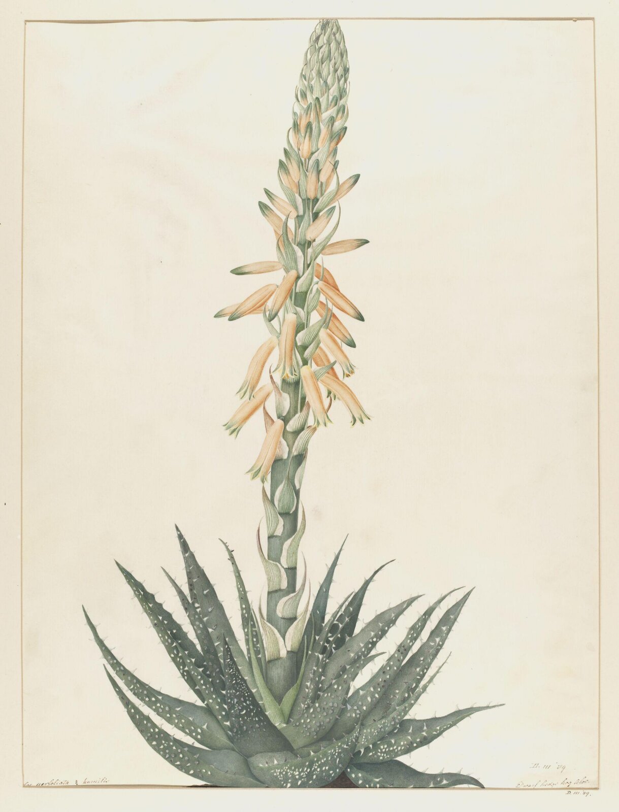 Drawing, A. Power, ca. 1800