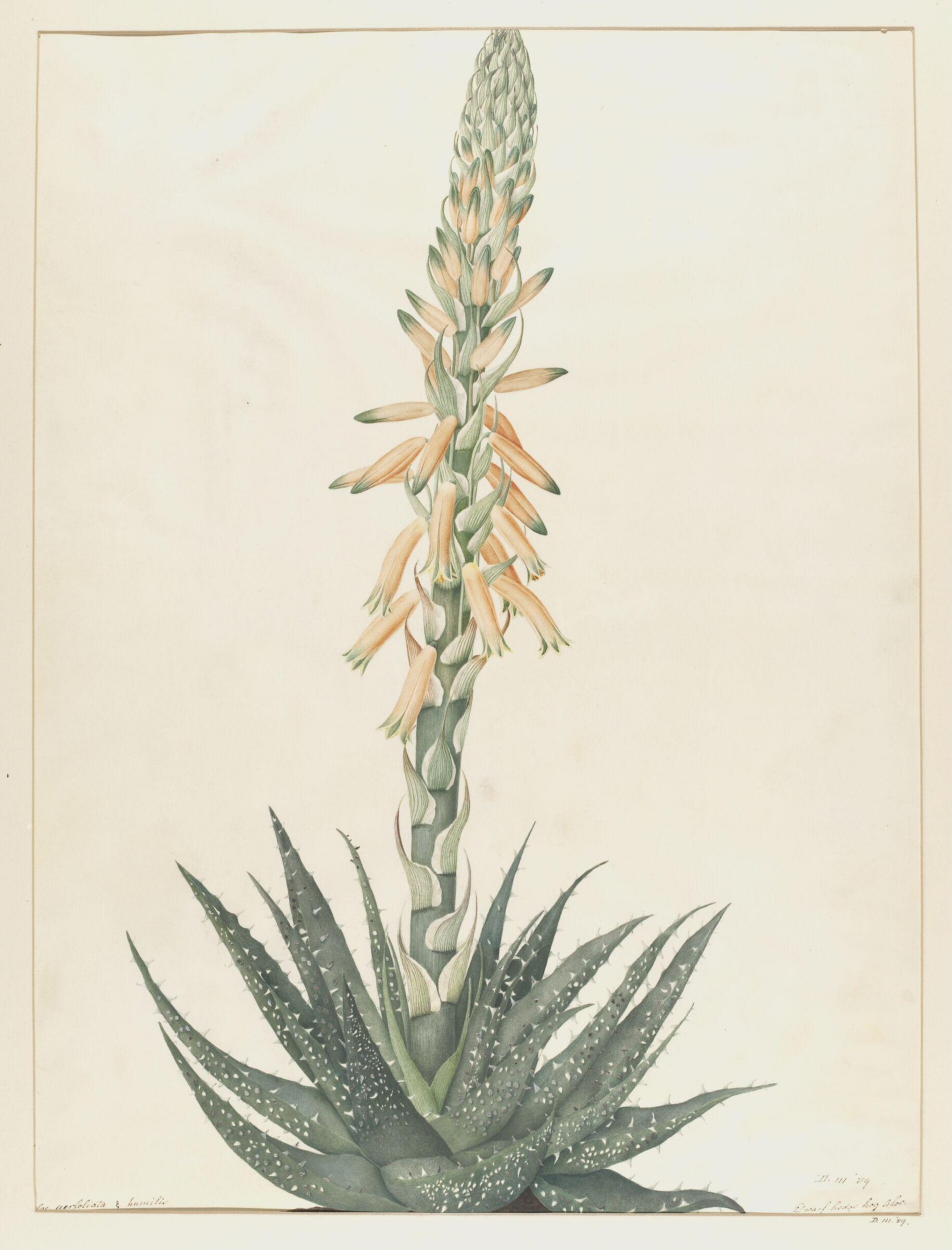 Drawing, A. Power, ca. 1800